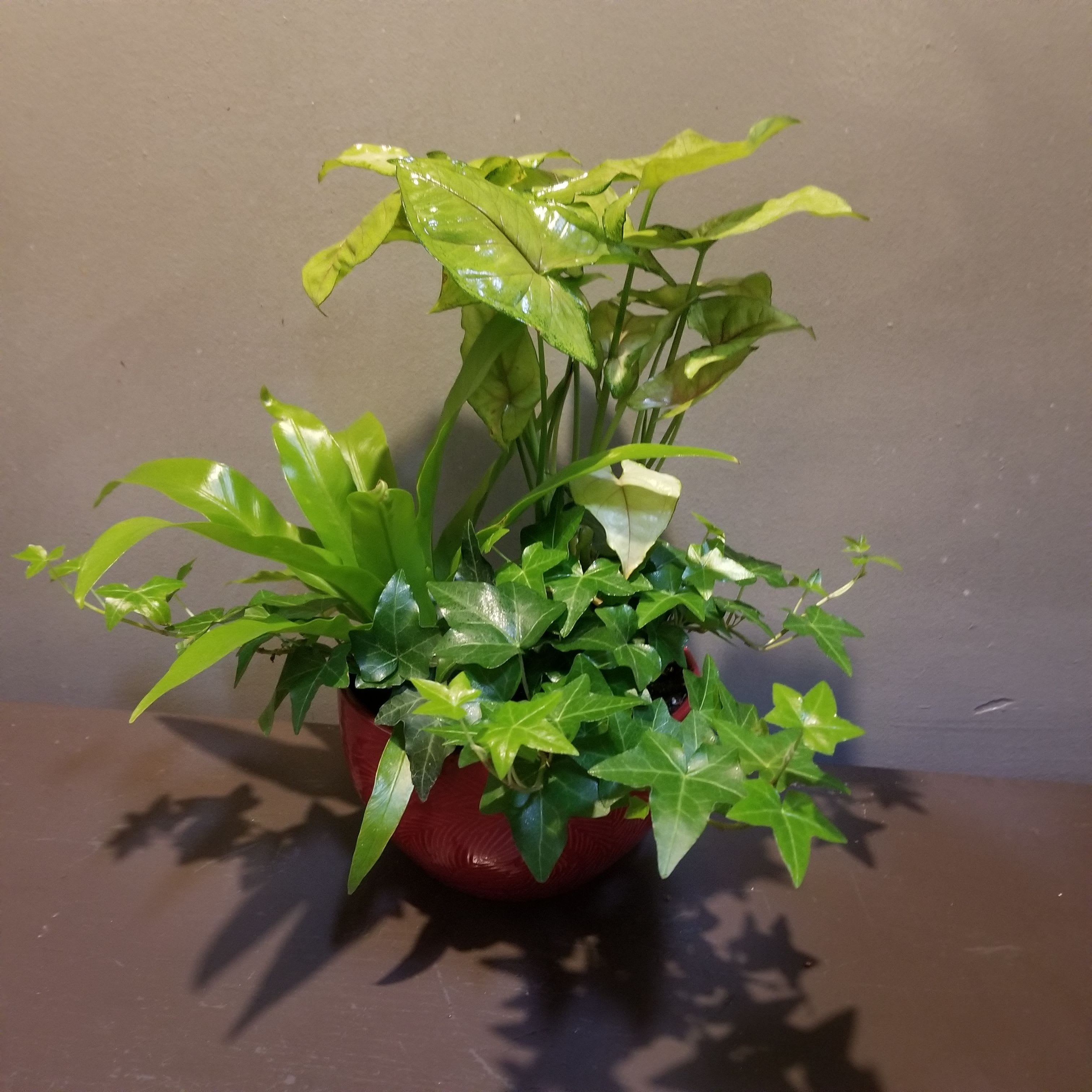 Plants: Greenery Garden Petite - Syngonium, Ivy and Birdsnest Fern plants arrive in a red ceramic container. Measures approx. 14"Tx11"W.
