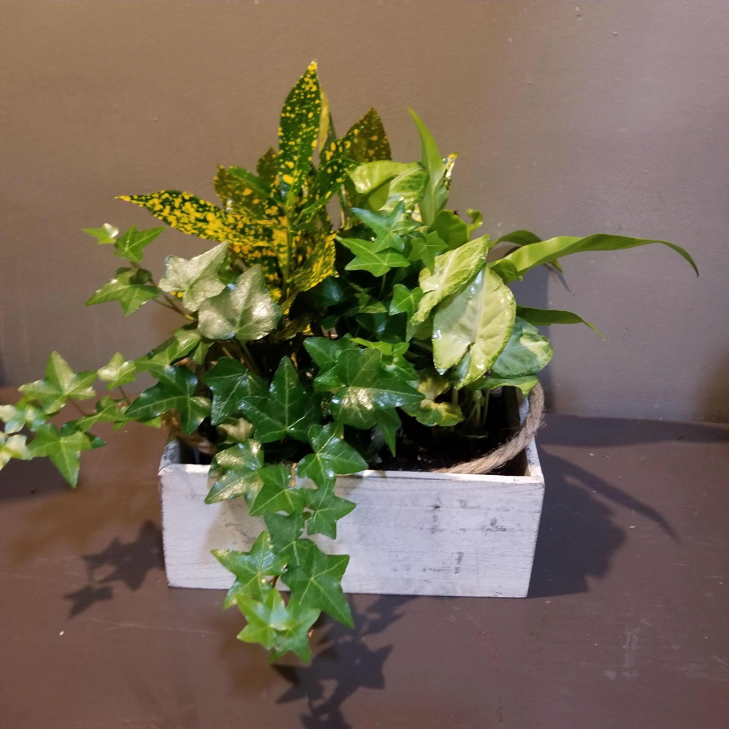 Plants: Lush Leaves Garden - A variety of ivy, croton, fern and syngonium plants in a gray planter.  Very easy care and perfect for an office or bedroom. Measuring approx. 11"Tx11"W.