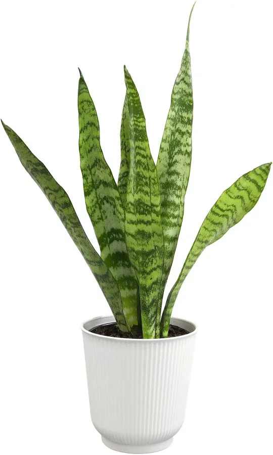 Snake Plant - 6in pot cover  - Embrace simplicity with our Sansevieria Laurentii. Ideal for both beginners and seasoned plant enthusiasts, this adaptable and low-maintenance plant requires minimal attention while gracefully adapting to various light conditions, ensuring enduring beauty in your indoor environment.
