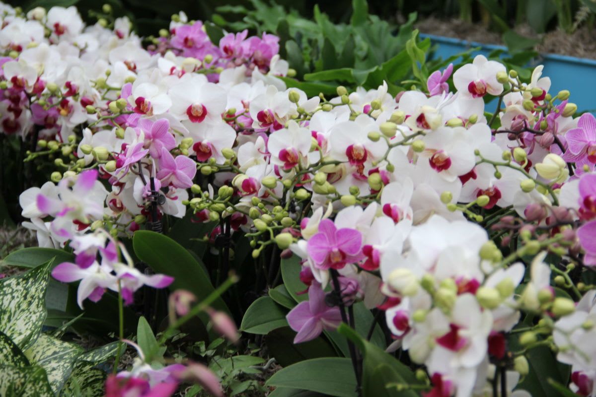 Designer's Choice Orchid - Premium Florida Grown Orchid, hand-selected by our design team.