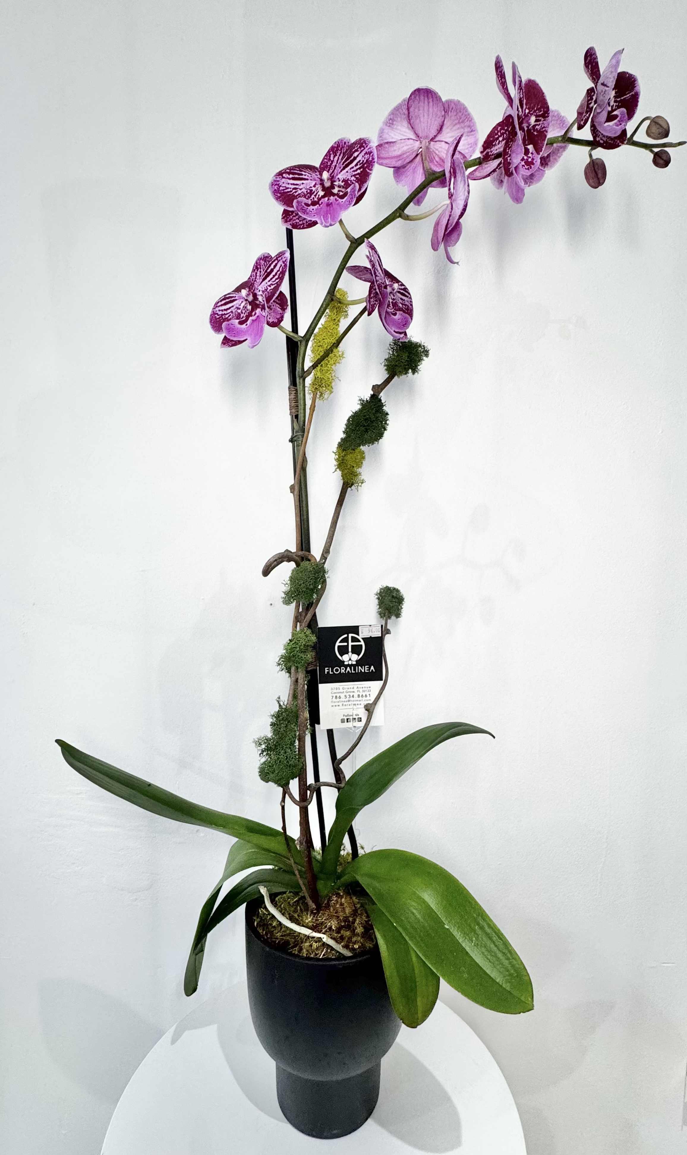 Purple Blooming Beauties - A magnificent magenta Phalaenopsis orchid plant designed in a black square ceramic vase and enhanced with a custom design background using a touch of dry flowers, Kiwi branches, Reindeer moss, green moss and bamboo sticks.  Vase Dimensions: 6.00" Height x 6.00" Width x 6.00" Depth (satin finish)