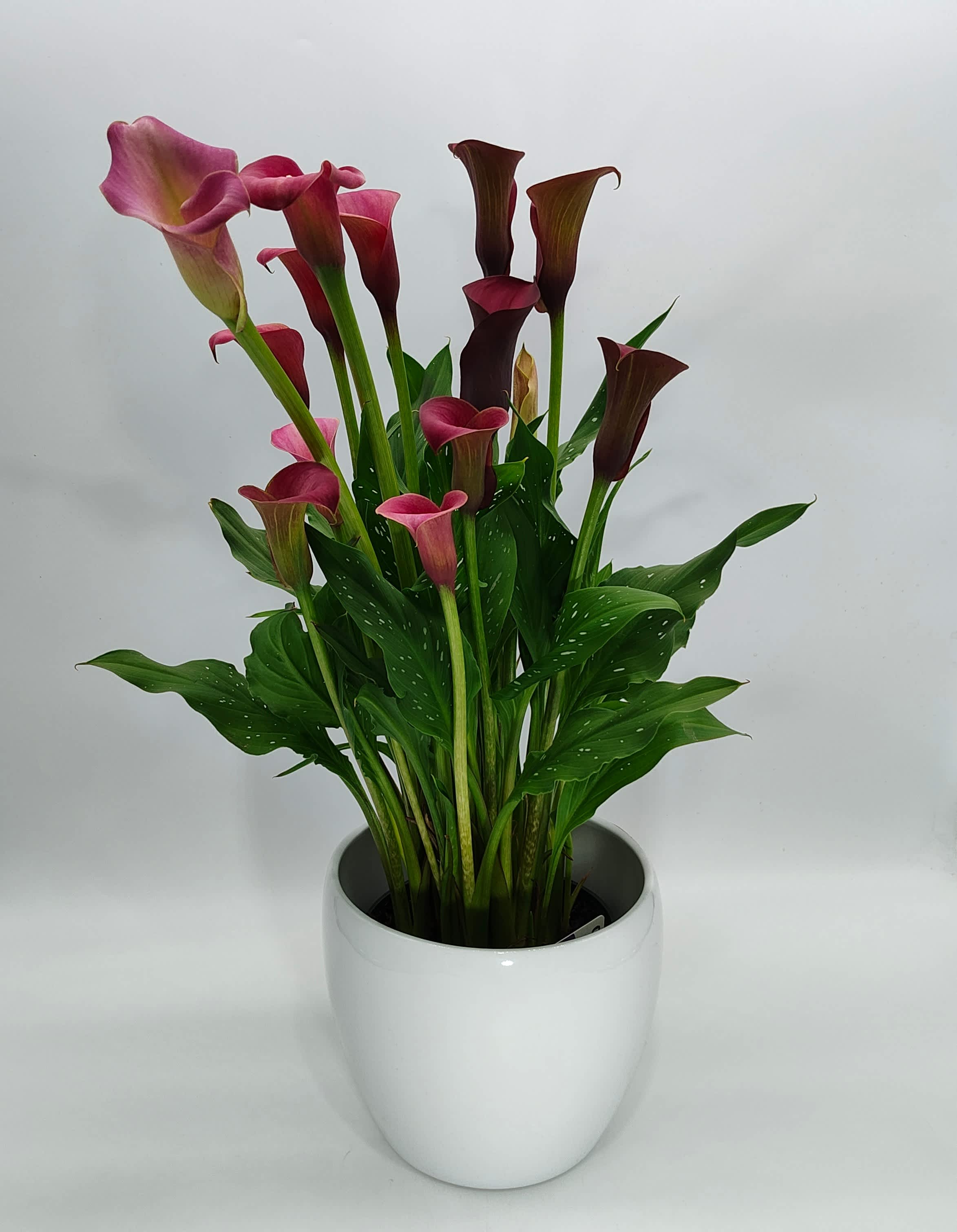 Danced With Moms. - A spring time Calla Plant for continued enjoyment. comes in a basket with bow