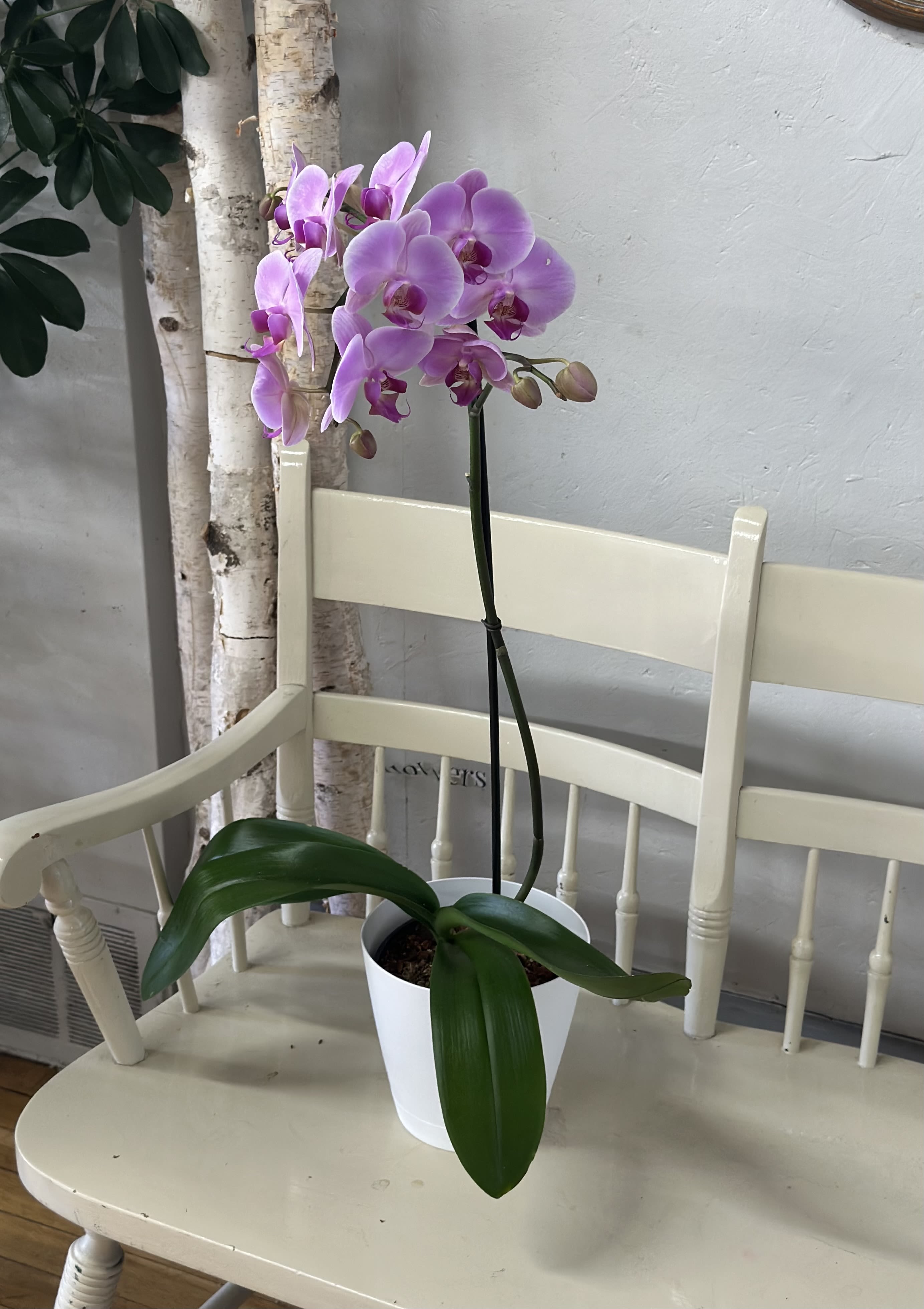 Orchids - A beautiful orchid with multiple blooms in various colors container may vary