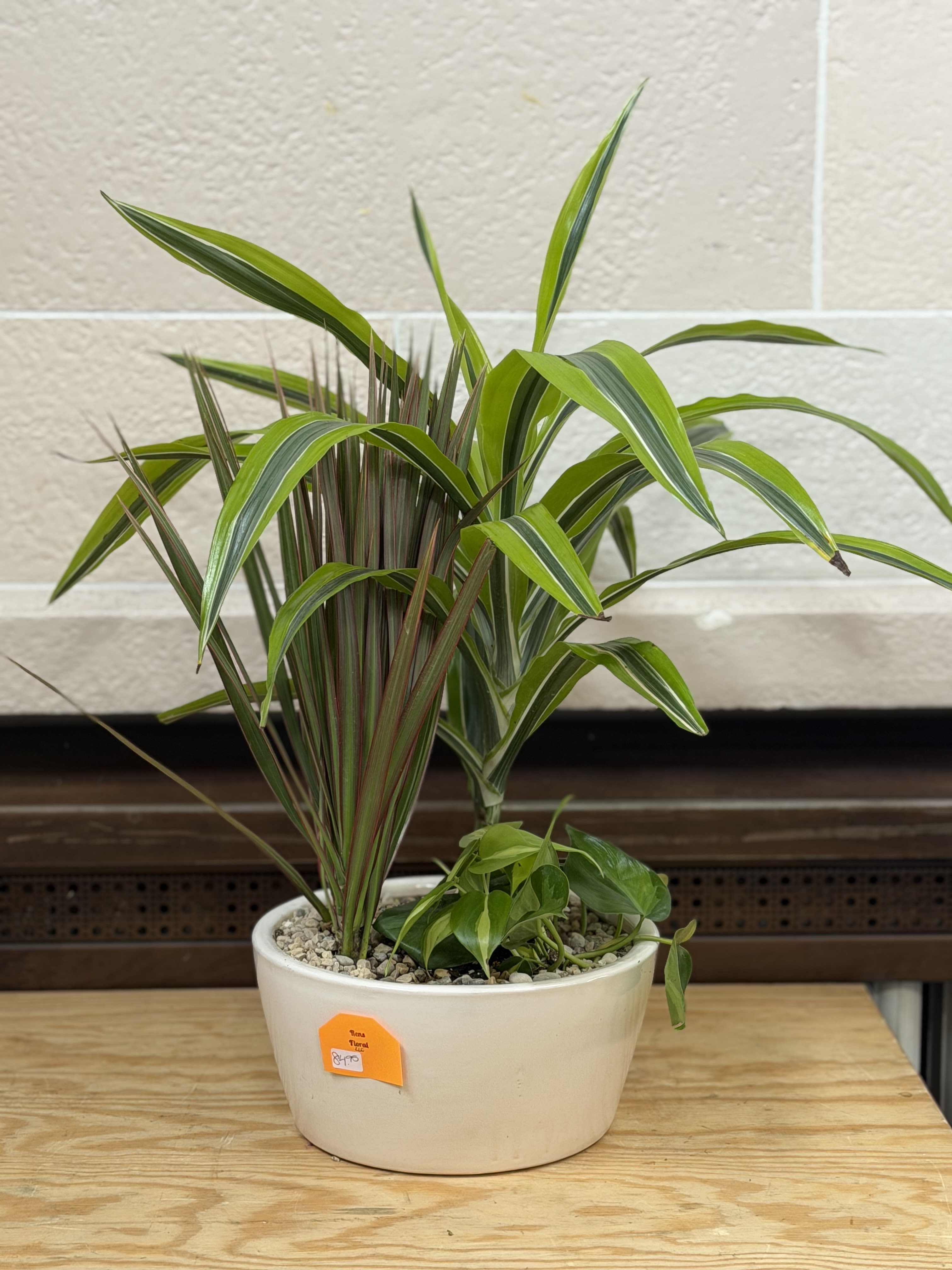 Ceramic Dishgarden  - A 6" dracena, 4" pathos, and 4" dracaena planted together in a ceramic pot. 