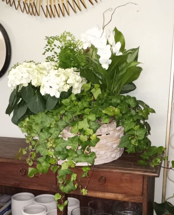 Blooming Garden Basket  - Bring the beauty of nature indoors with our Blooming Garden Basket, a stunning combination of lush greenery and vibrant blooms. The image shows a charming whitewash basket filled with a white hydrangea, blooming orchid, cascading ivy, maidenhair fern, and philodendron. However, depending on the season, we may use these or other equally beautiful plants to create a unique arrangement. **Features: This arrangement blends textures and colors, combining the elegance of orchids and blooming plants with the lush greenery of ivy, ferns, and philodendrons. **Seasonal Versatility: Each basket is thoughtfully curated with seasonal plants, ensuring a fresh and vibrant display year-round. **Decorative Appeal: Perfect for homes, offices, or gifting, this arrangement adds a touch of sophistication and natural beauty to any space. Whether as a gift or a personal indulgence, this arrangement is designed to be enjoyed by all. Its timeless charm and versatility make it a delightful addition to any décor. Order now to bring the joy of a garden into your home or share it with someone special!