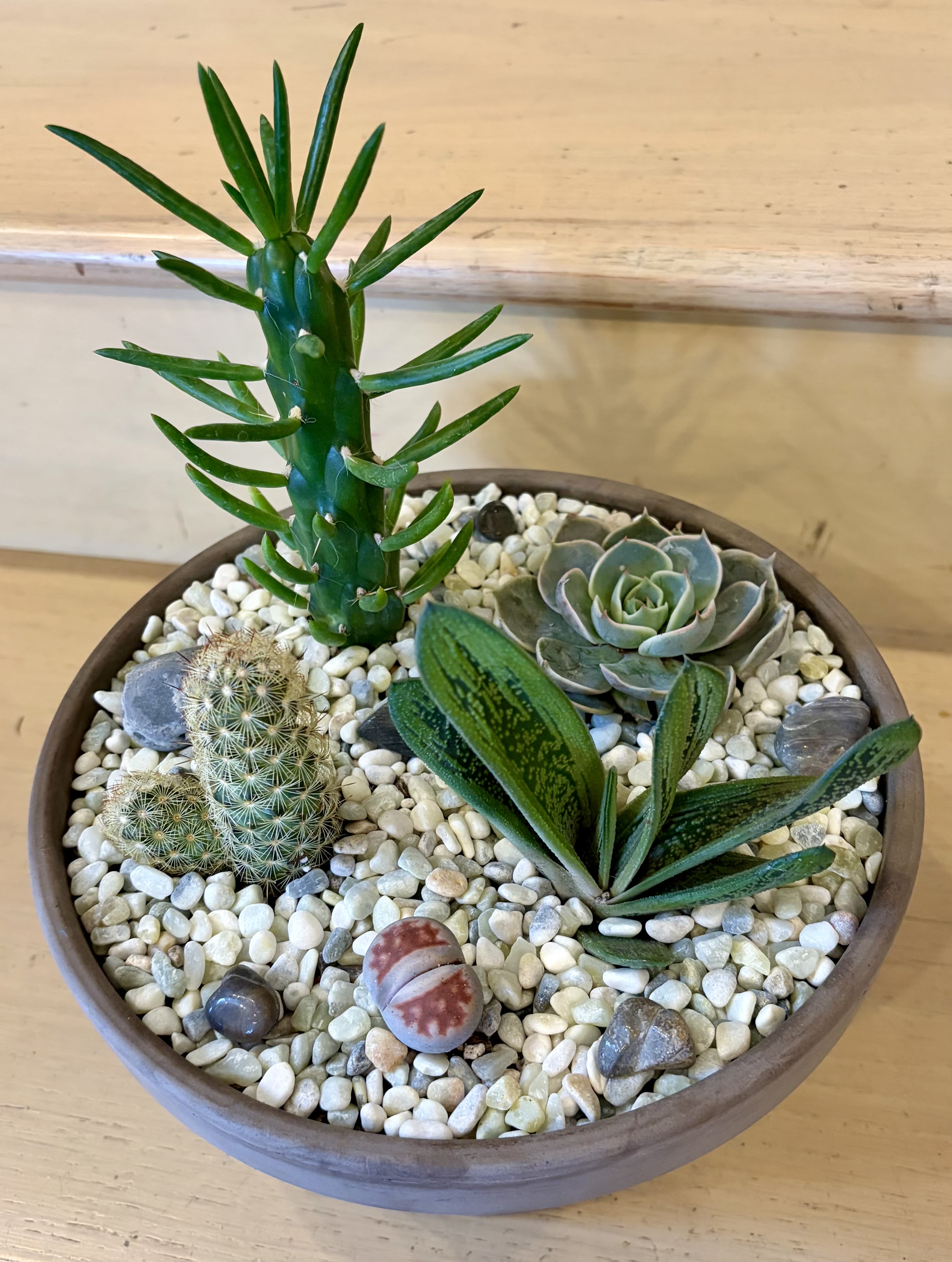 Simply Succulents  - A mix of succulents planted in a terracotta container with decorative stones. Plant varieties and container may vary. 