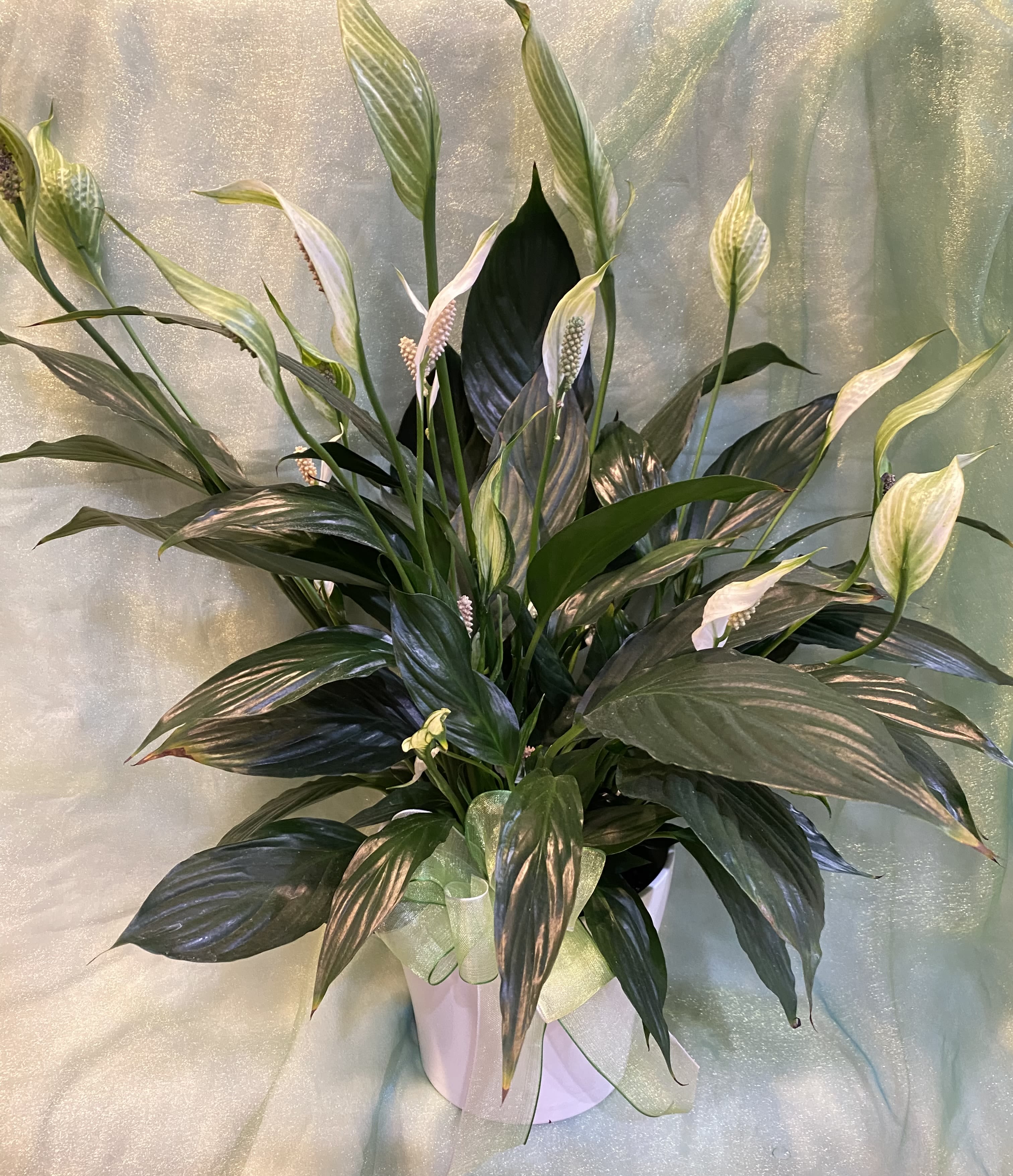 Peace Lily - This Peace Lily is given in heartfelt sympathy. Its soft white blooms symbolize peace and comfort, offering a living reminder of love, support, and the light that remains in moments of loss. Comes with 6" Peace Lily in white ceramic cover pot (no hole) with appropriate bow.