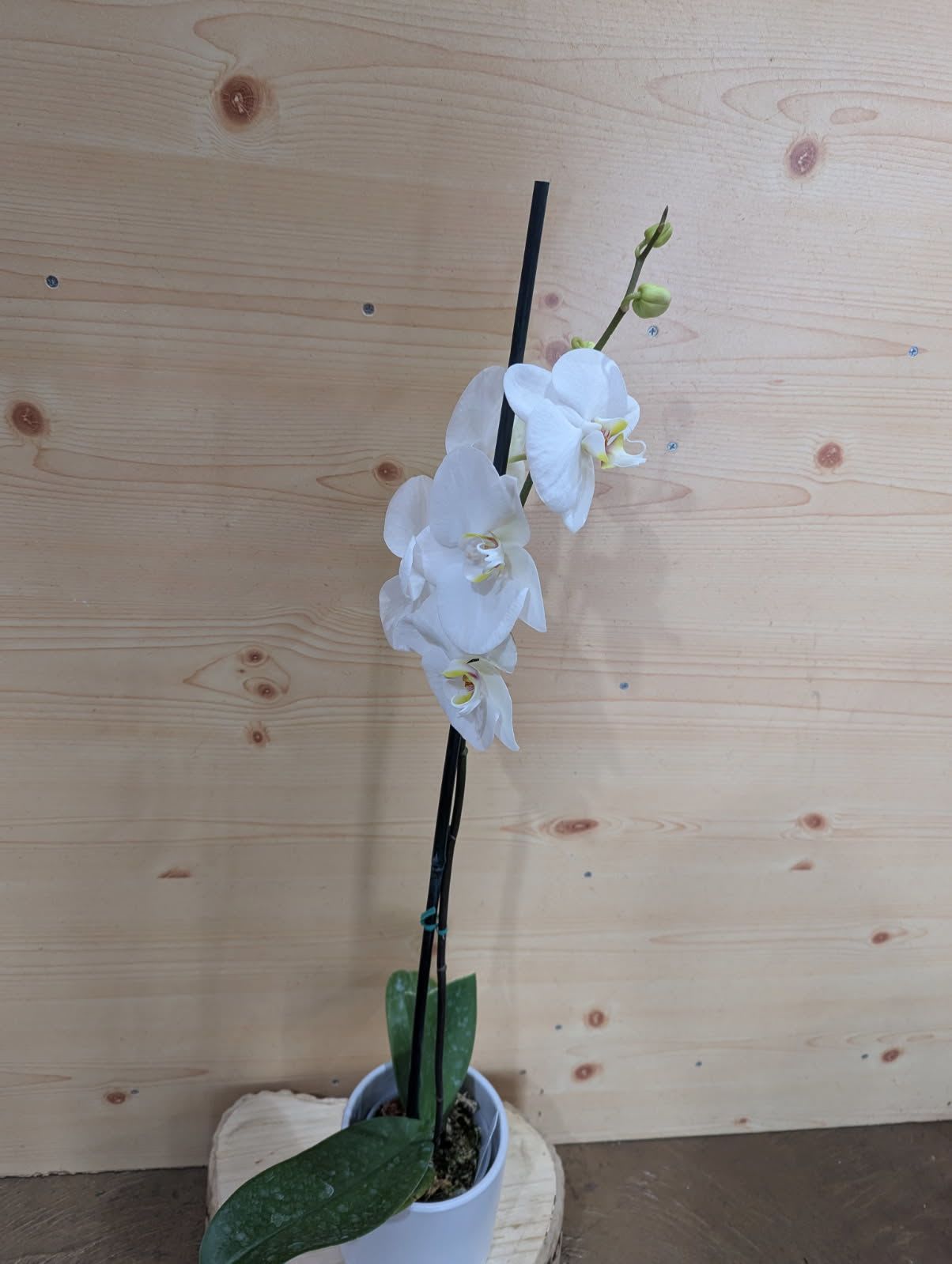 White Phalaenopsis Orchid   - Classic White Phalaenopsis Orchid Plant.   Variations occur in nature that we do not have control of, Colors and Patters may vary. Pot selection will also vary depending on availability 