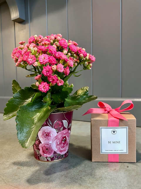 Let Love Bloom - A darling calandiva kalanchoe plant (4" diameter pot) and an Ella B Valentine candle (11oz soy candle)! A combo that's sure to delight your Valentine! (Plant color &amp; candle selection may vary)