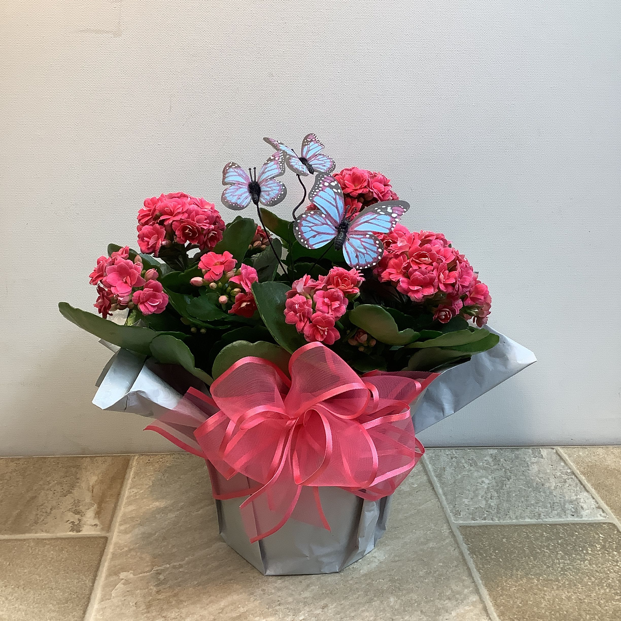 Calandiva Plant - Blooming Calandiva plants are easy to grow and very long lasting houseplants. It’s wrapped in white foil with a bright pink bow. The two butterflies make it extra cheerful. 