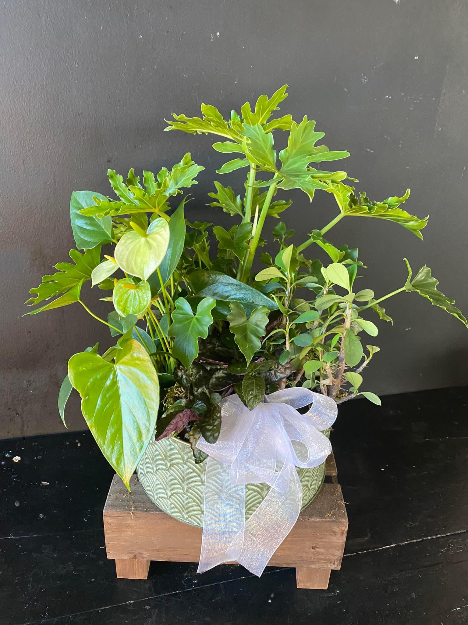 Large Dish Garden - Large dish garden featuring a variety of plants. 