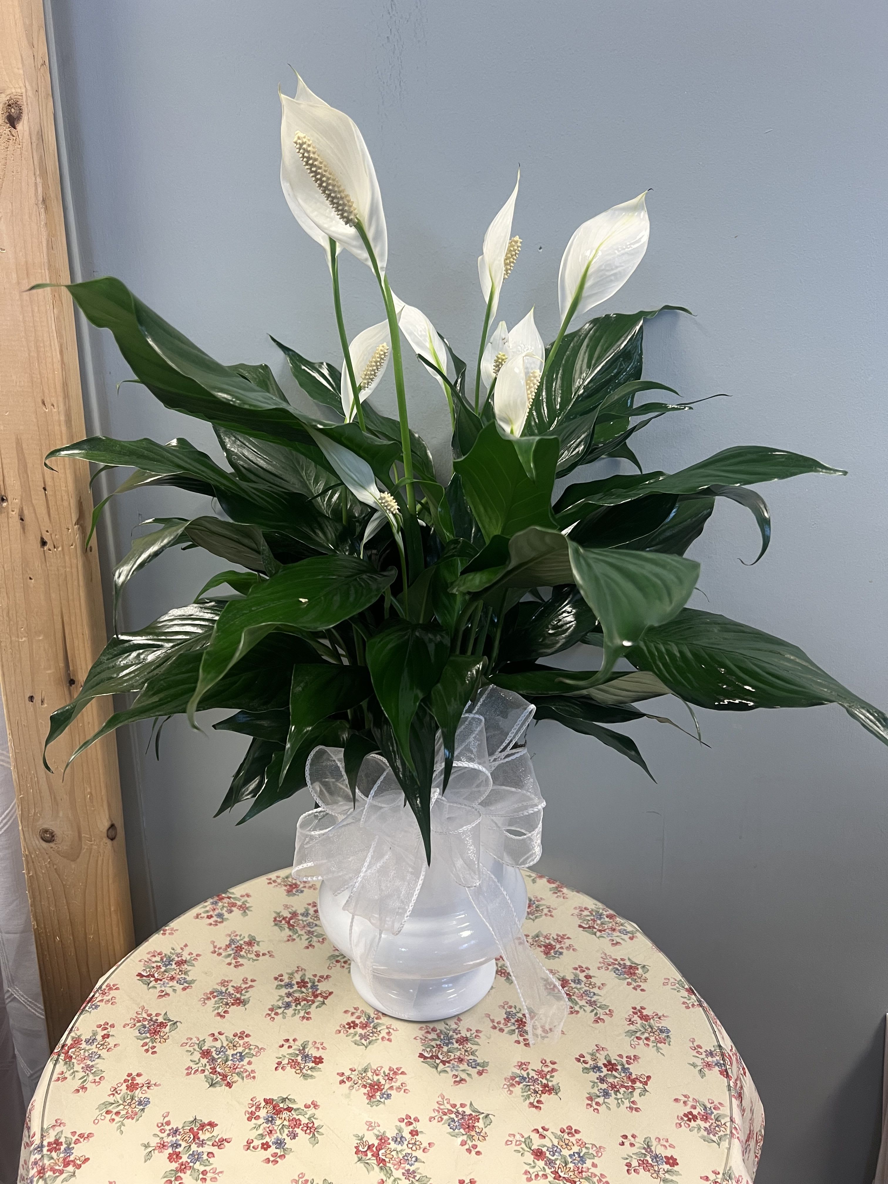 Peace Lily in White Urn - Perfect size to sit on a side table