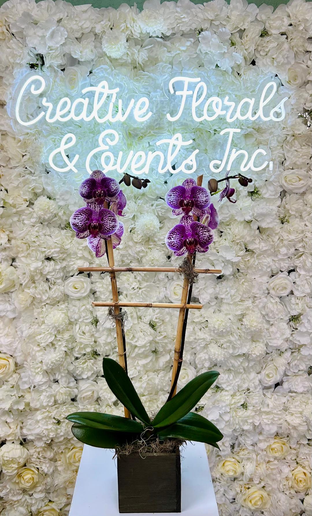 V121 - A double orchid dressed with rivercane and moss in basket. 