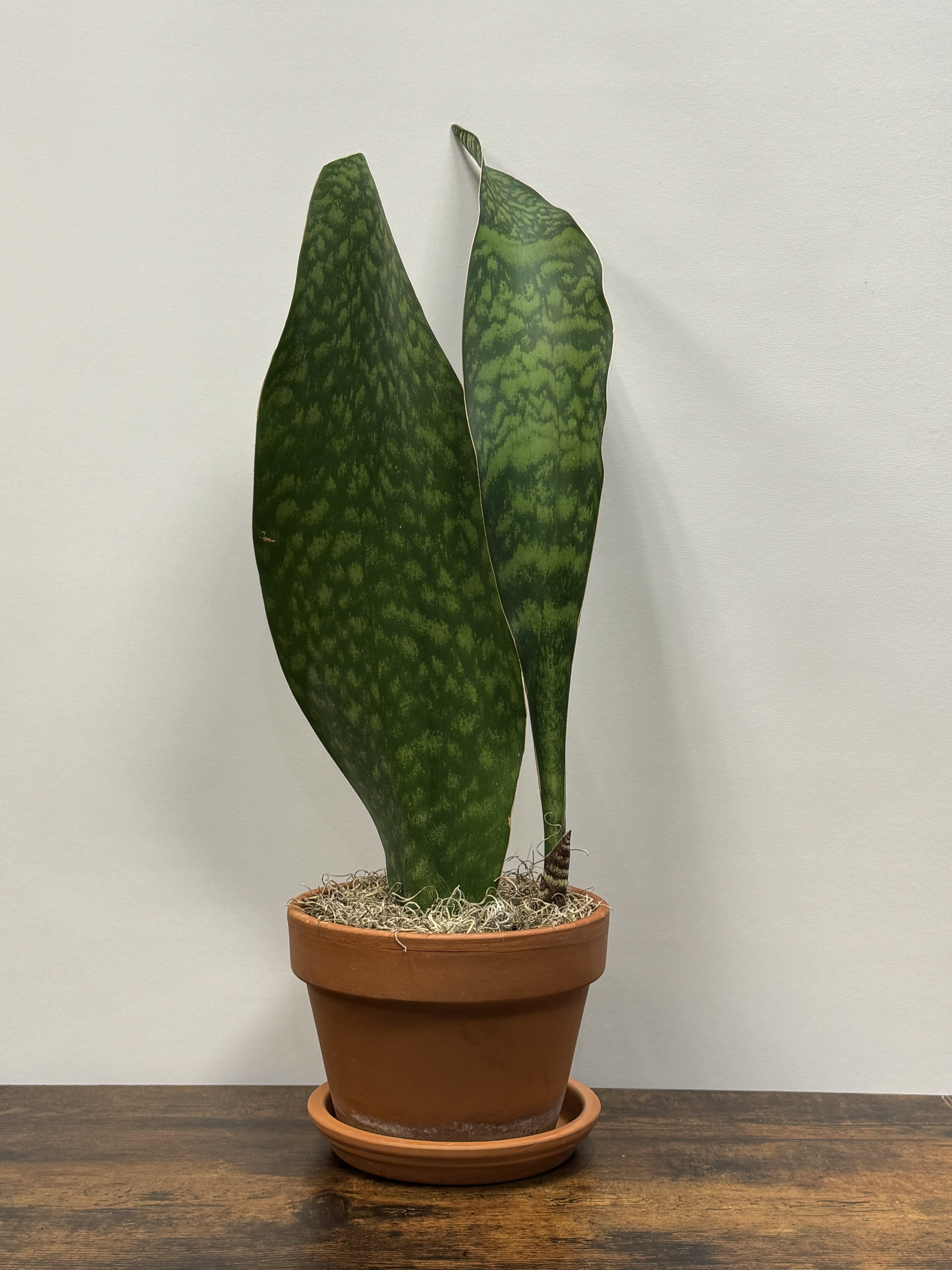 Whale Tail Snake - .