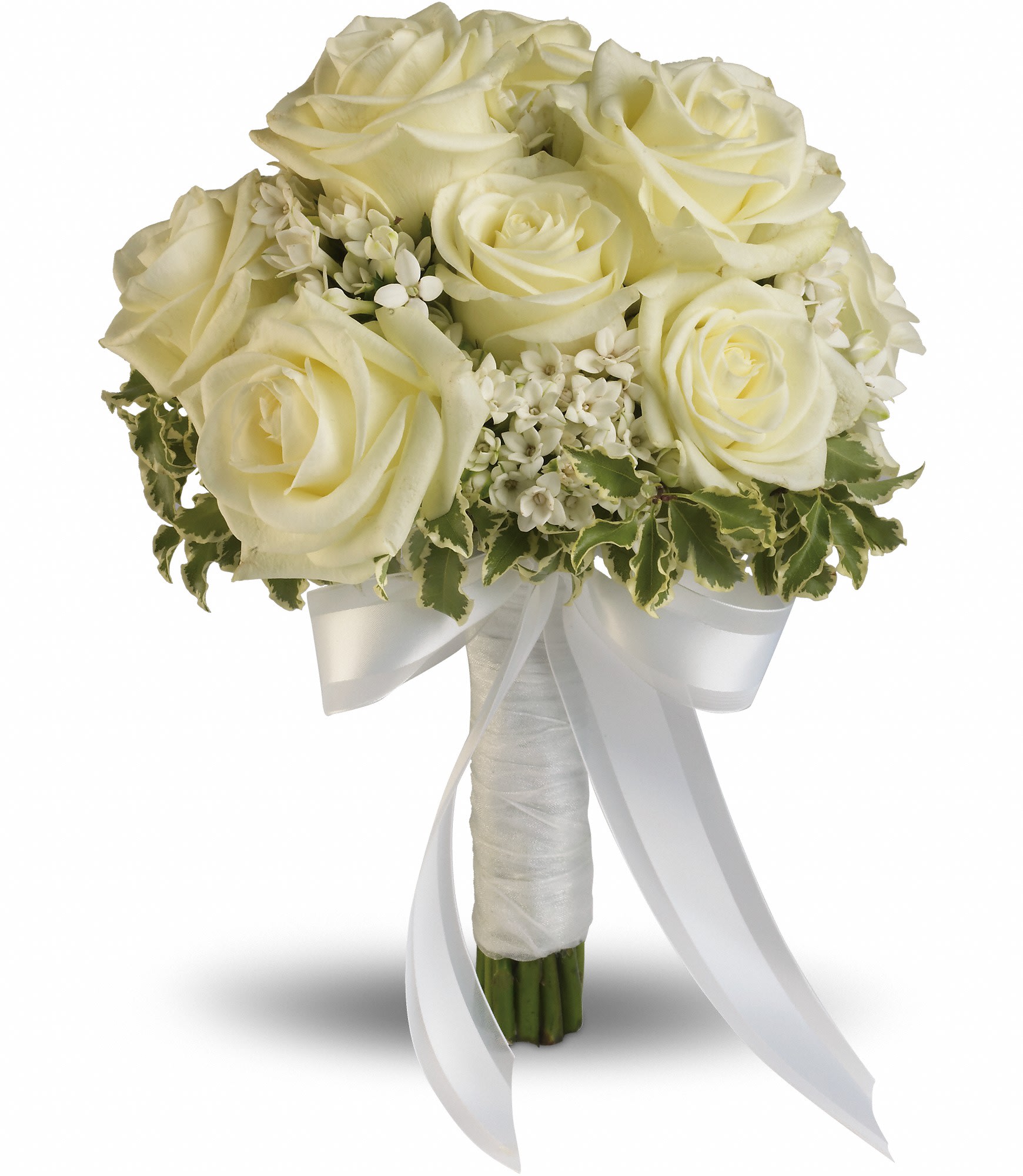 Lacy Rose Bouquet - T186-2A - Delicate white bouvardia and pittosporum lend a lacy look to this breathtaking bouquet of white roses, wrapped with sheer organza ribbon.    White roses and bouvardia contrasted by variegated pittosporum.    Approximately 9" W x 11 1/2" H    Orientation: N/A        As Shown : T186-2A    
