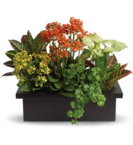Stylish Plant Assortment - What a magical mix of flowering and green plants! This stylish plant assortment is simply stunning. The mix of colors and textures will make any room come alive!  Goldfinger crotons, bright yellow and orange kalanchoes along with green nephthytis and ivy are delivered in a modern black container. Stylish beyond words!  Approximately 23" W x 18" H  Orientation: All-Around  As Shown : T106-3A