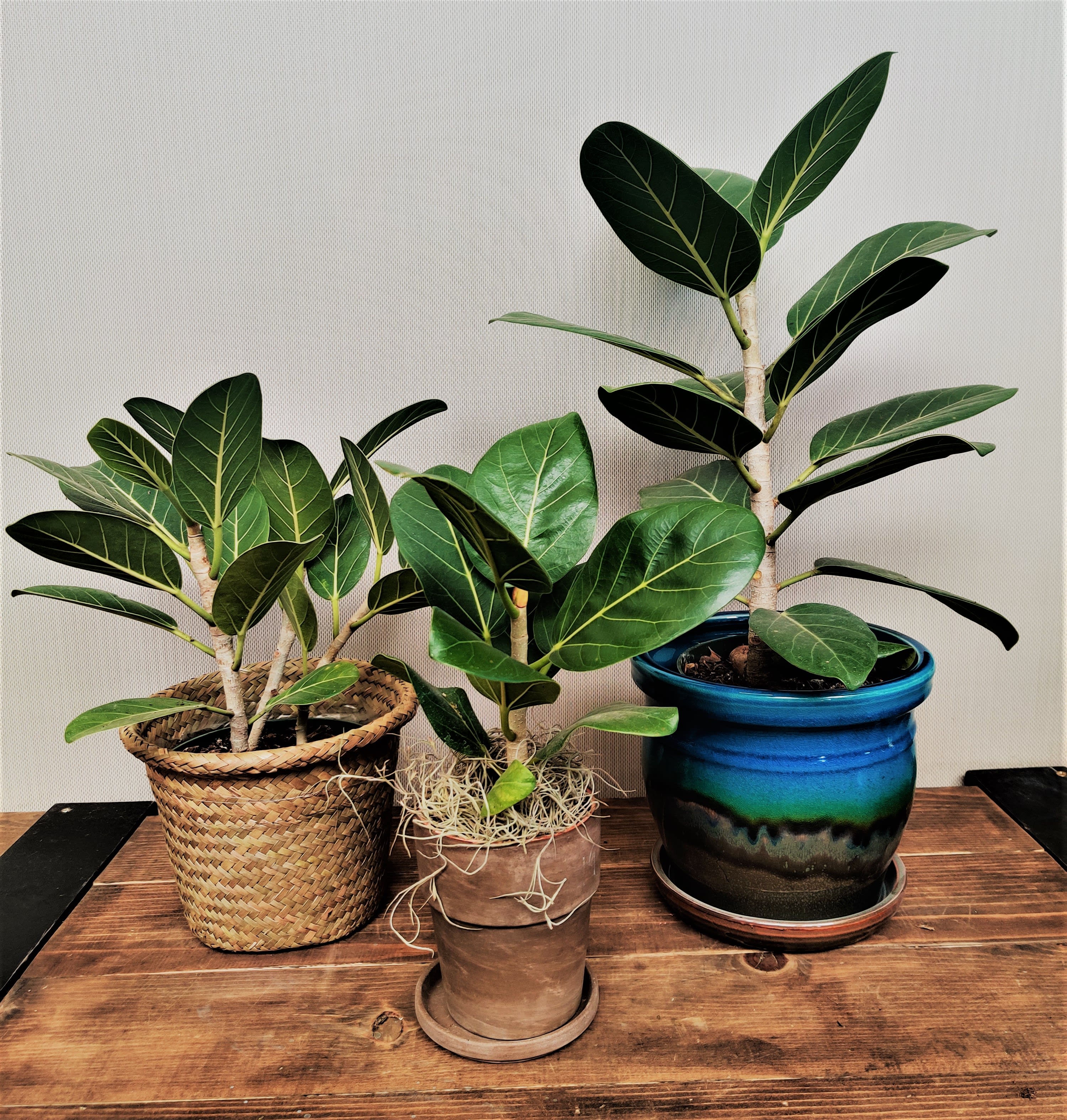 Medium Ficus Audrey (Ficus Benghalensis) - Standard in woven basket. Upgrades in Terra Cotta or decorative ceramic. Similar to most Ficus trees, the Ficus Audrey prefers a spot where it will receive high levels of bright, indirect light or direct sunlight. This plant will need to be acclimated to long periods of direct sun and it will not tolerate low light conditions. Ideally, place your Audrey directly in an eastern facing window, or a few feet removed from a southern or western facing window.