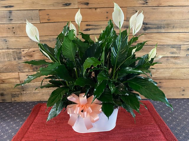 PEACEFUL THOUGHTS - 2 - 6 INCH SPATH IN WHITE OVAL TIN