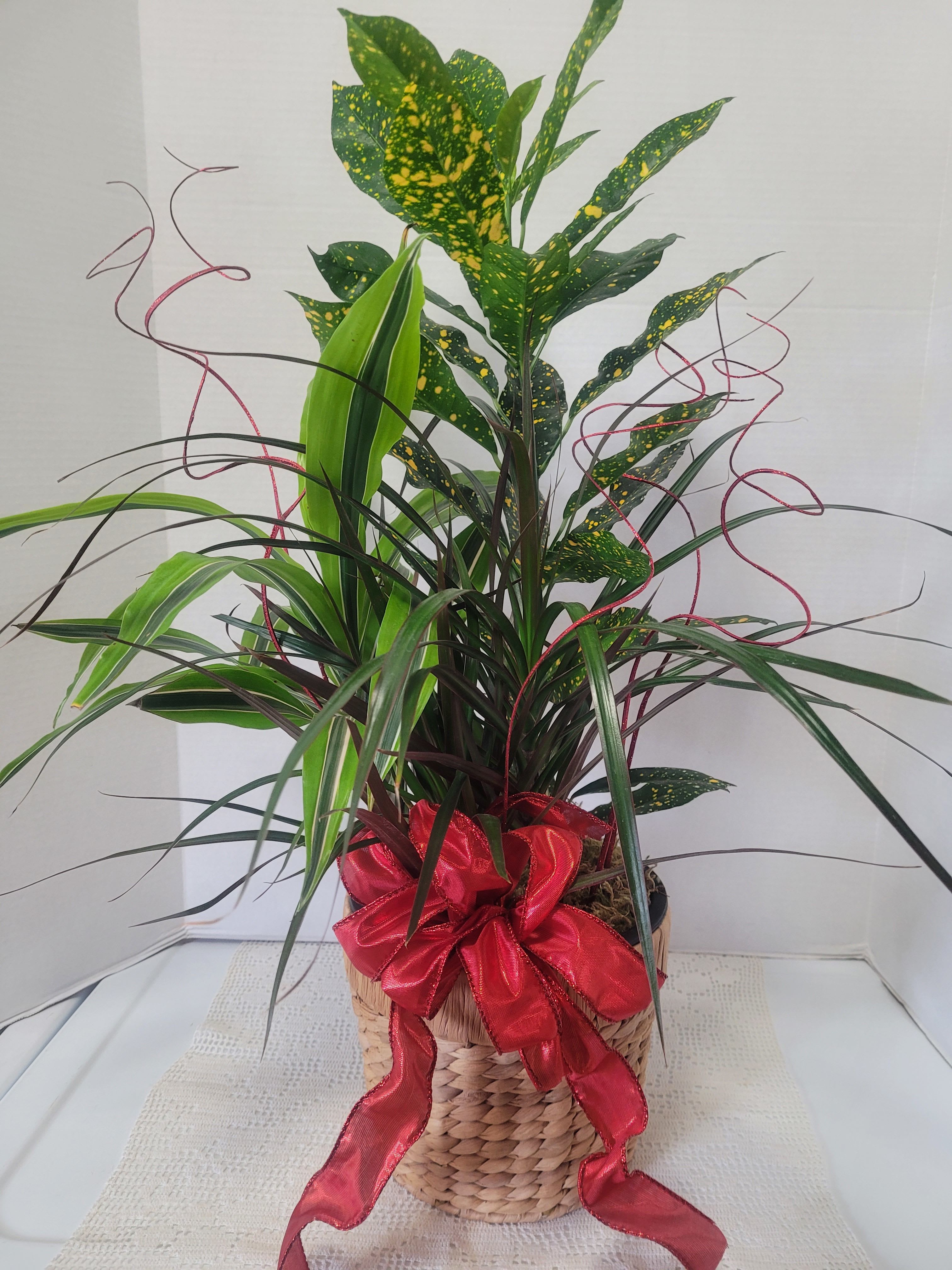 Big Wicker - This wicker cache pot features a luscious houseplant mix that stands approximately 26" tall. You can remove the interior plant container and water or leave as is and simply spritz. This looks beautiful on a corner table or as an accent in any nook with bright indirect light. 