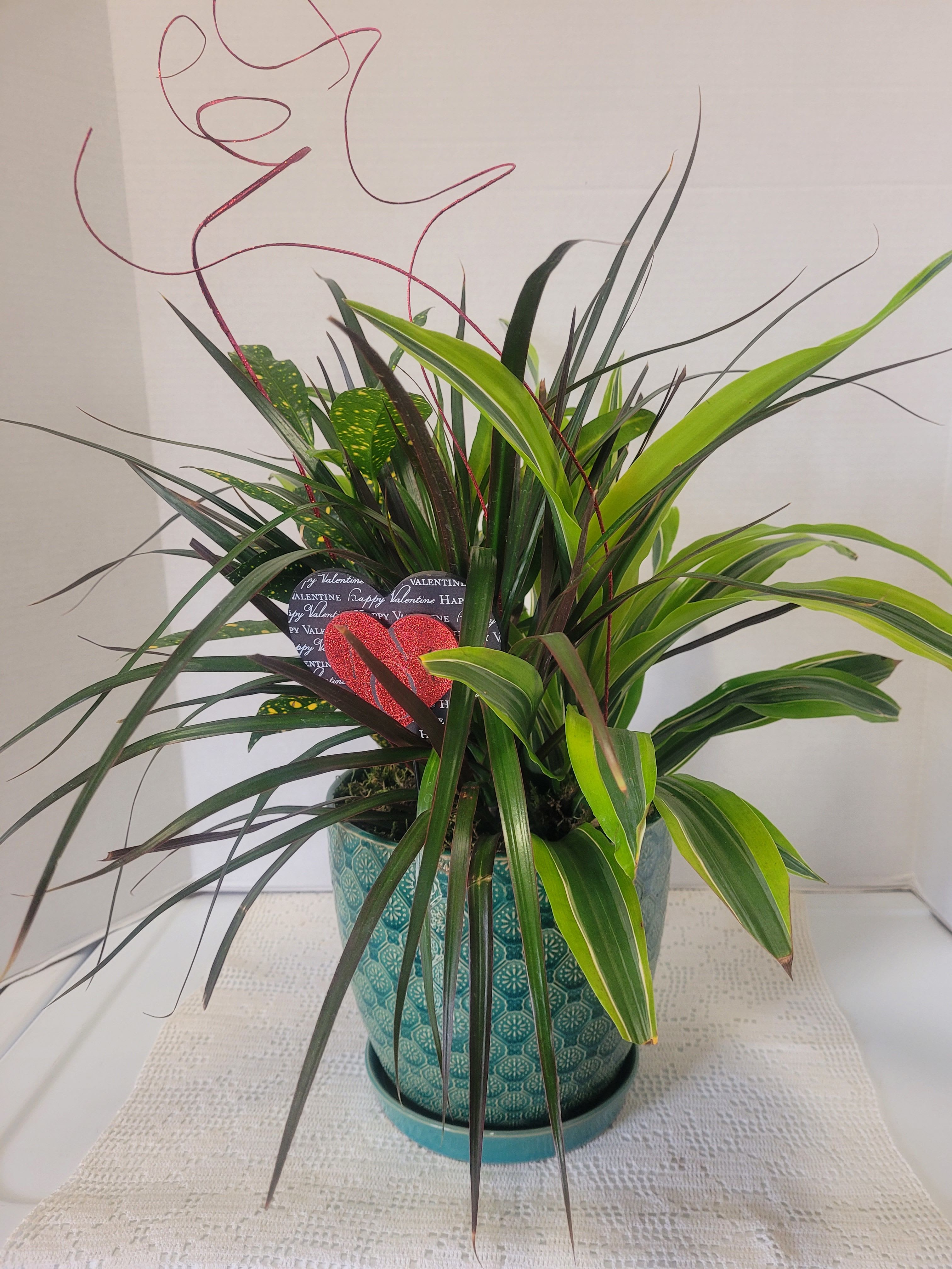 Mixed Green Houseplants  - A ceramic container with saucer features mixed greens for a lovely arrangement. Ideal for anyone and any occasion. 