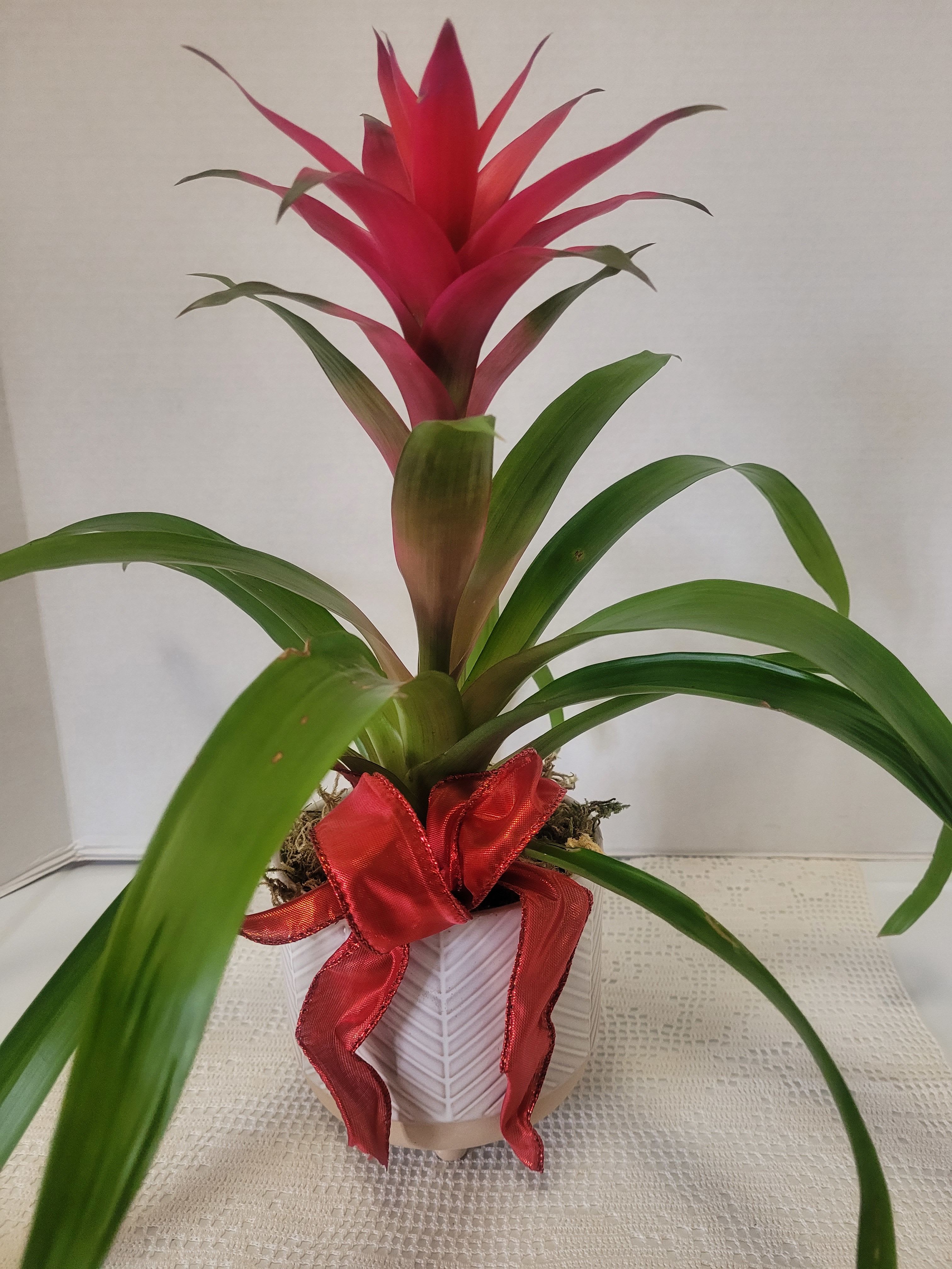 Bromeliad with Red Bow - This blossom on a bromeliad will last for a few months. It is a wonderful accent to any decor. 