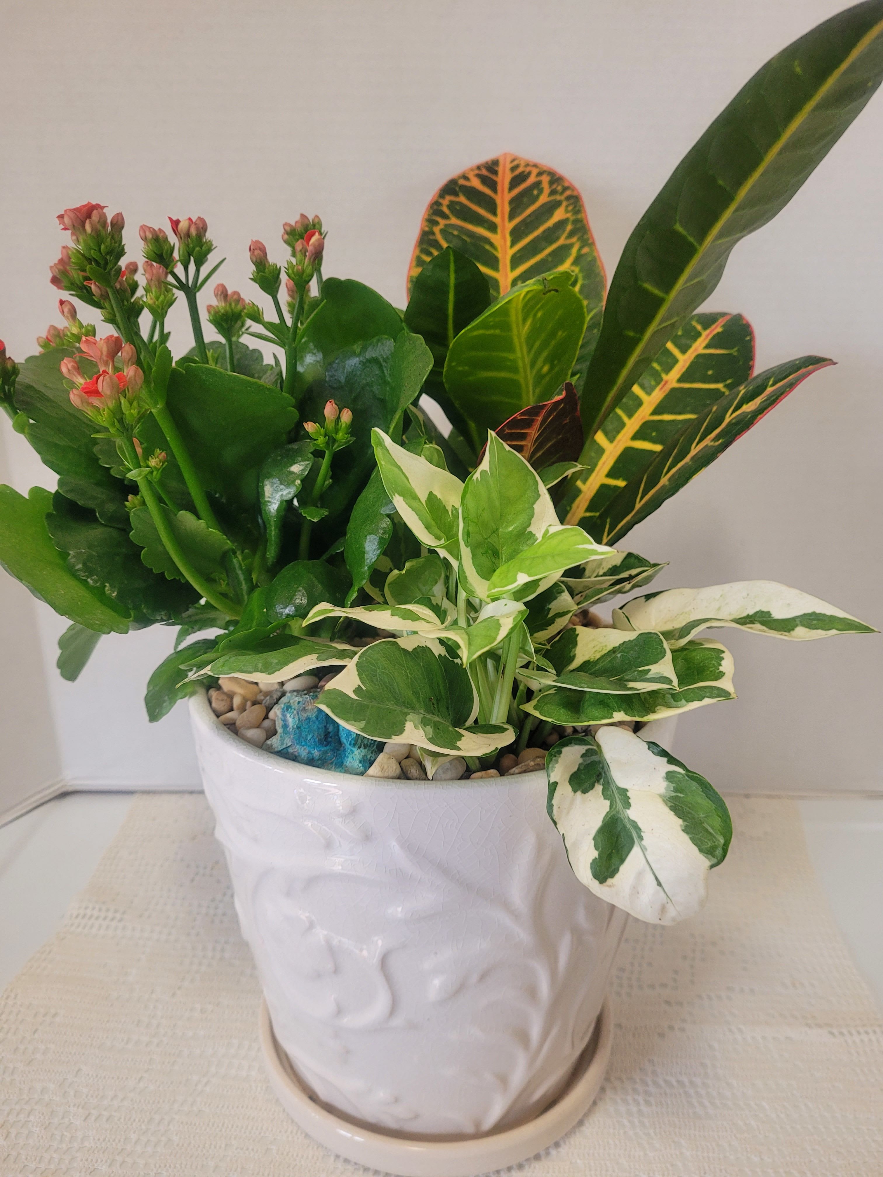 All White Ceramic  - Blooming red Kalanchoe mixed with luscious greens. The ceramic has a saucer attached.