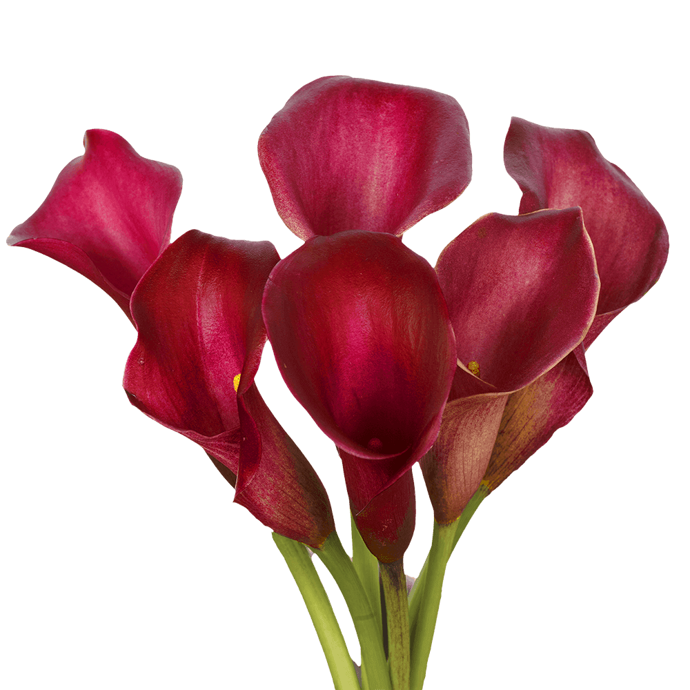 Burgundy Mini Cally Lily - Mini Calla Lily contains 10 stems per bunch Please read the following instructions before placing your order.  Bulk flower orders placed through our online site must be placed two days in advance from the desire pick up date, that will give us enough time to get it ready for you in case we do not have the item available in store. To check availability of the item you could contact our location in Tustin for more information. If you place the order with no anticipation time your order must be canceled.  155 W. First St. Tustin, CA. 92780 (714) 368-9845  Monday - 8 a.m. - 4 p.m. Tues-Fri 8 a.m. - 6 p.m. Saturday - 8 a.m. - 4 p.m. Sunday - 10 a.m. - 2 p.m.
