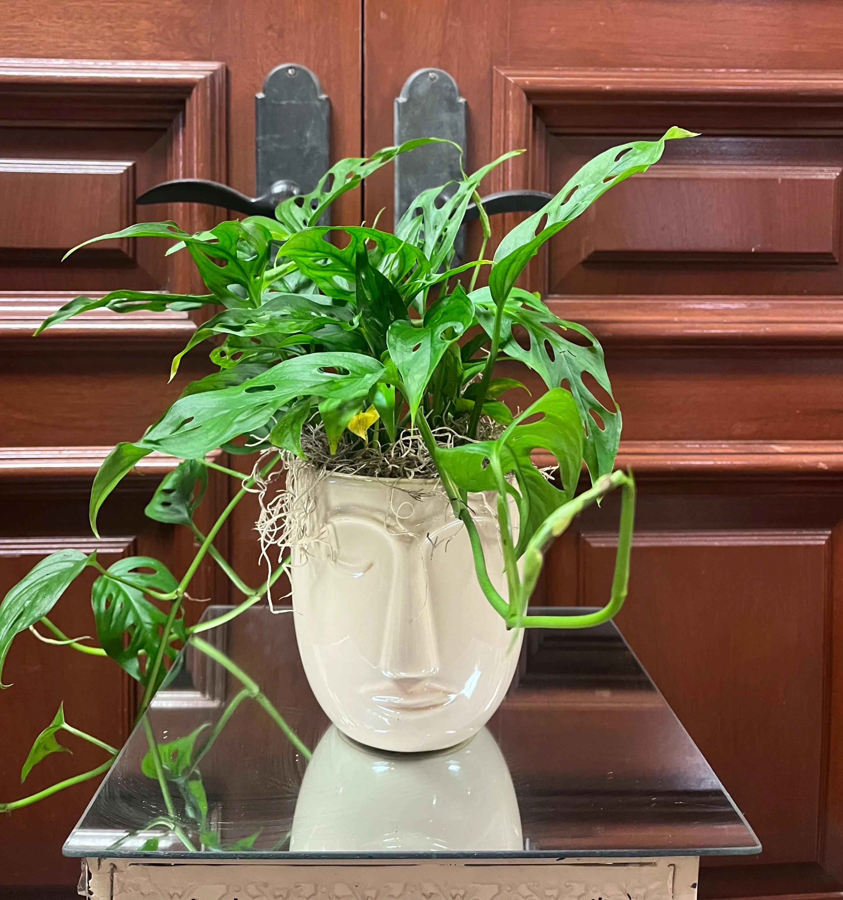 Pablo Plantcasso - The name is after our customers who happily named him :)  This Swiss Cheese Plant (Monstera Deliciosa) comes in our abstract, one eye closed face ceramic pot with spanish moss.  Choose white, pink, or beige face ceramic pot.  Purchase deluxe to add an orchid stem!