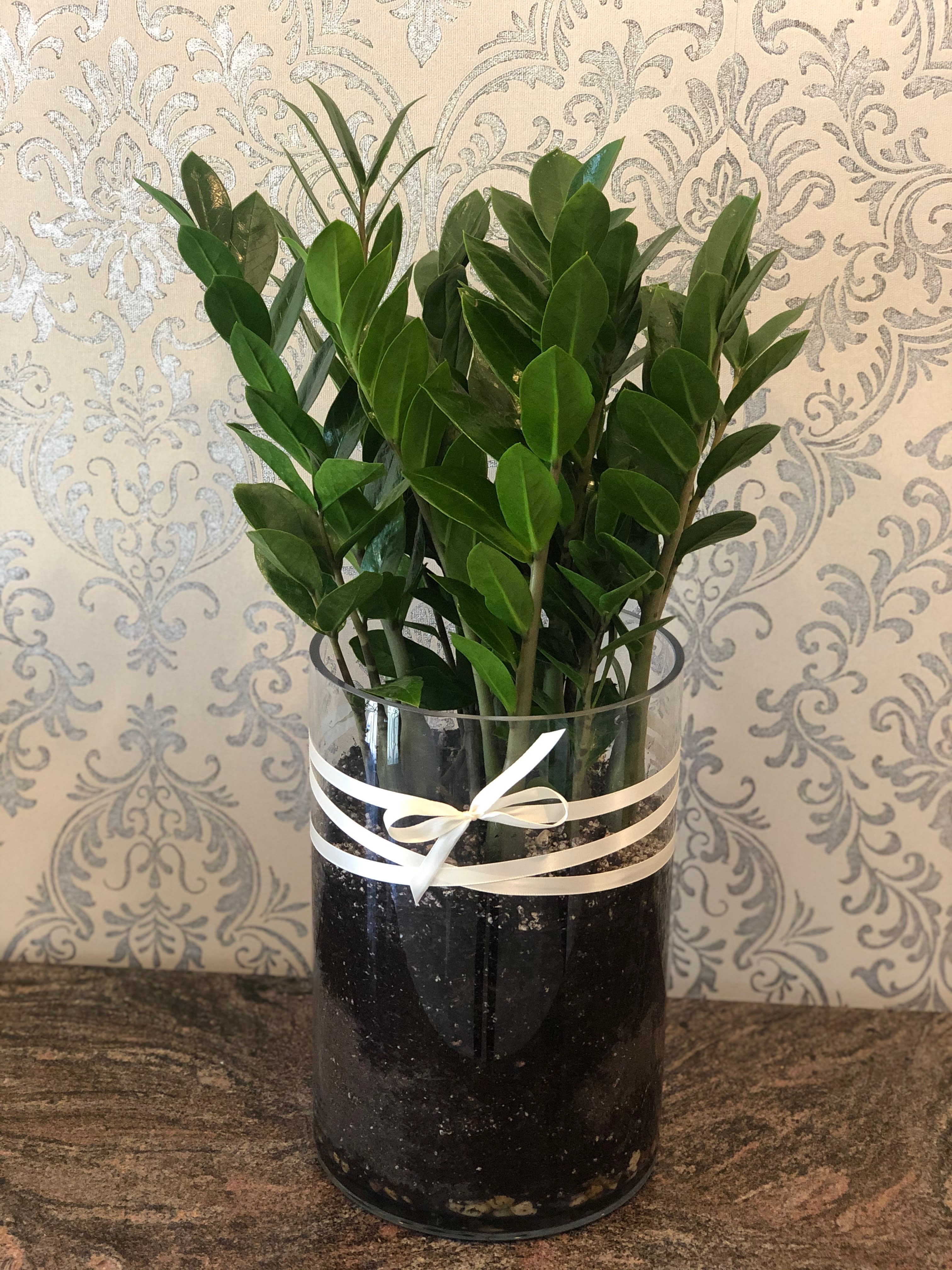 Zz plant - Zz plant in a glass cylinder