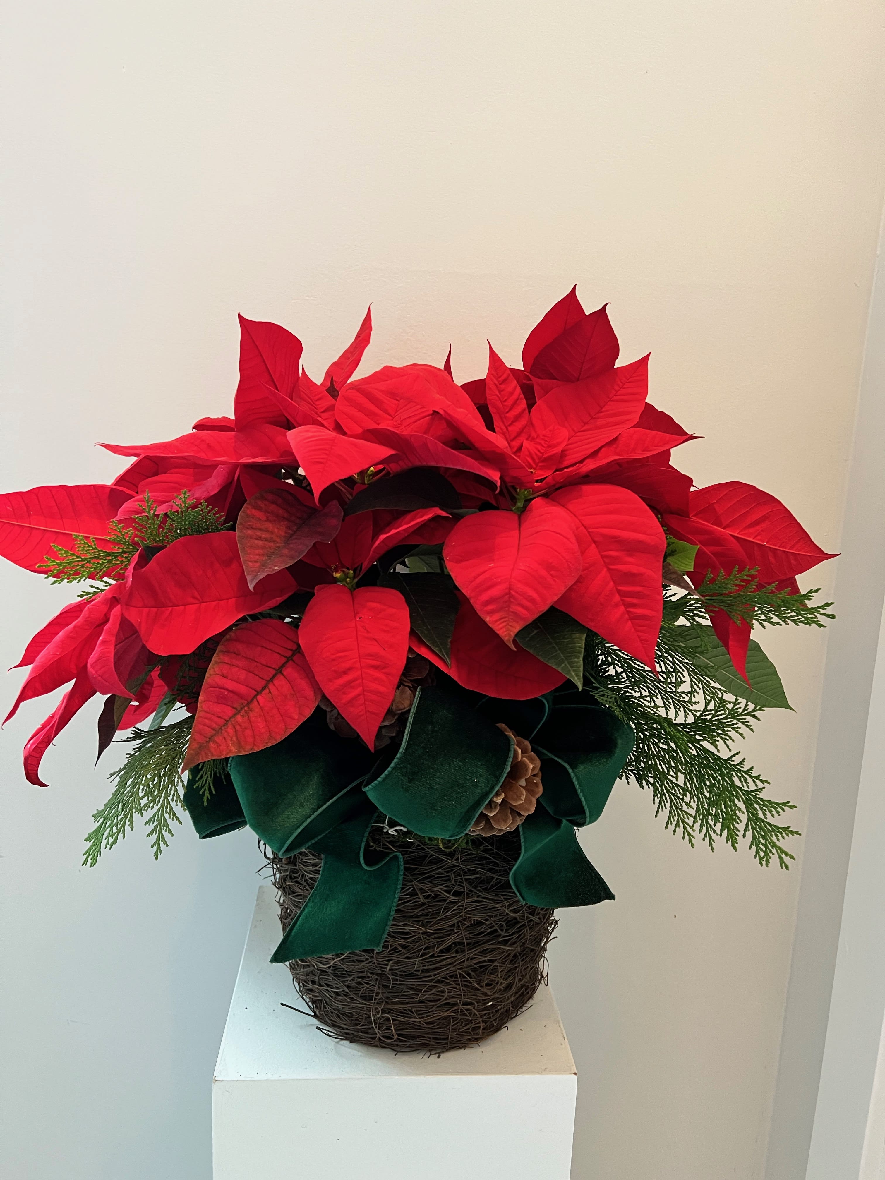 Large red poinsettia - Beautiful poinsettia plant in a basket with Christmas decorations