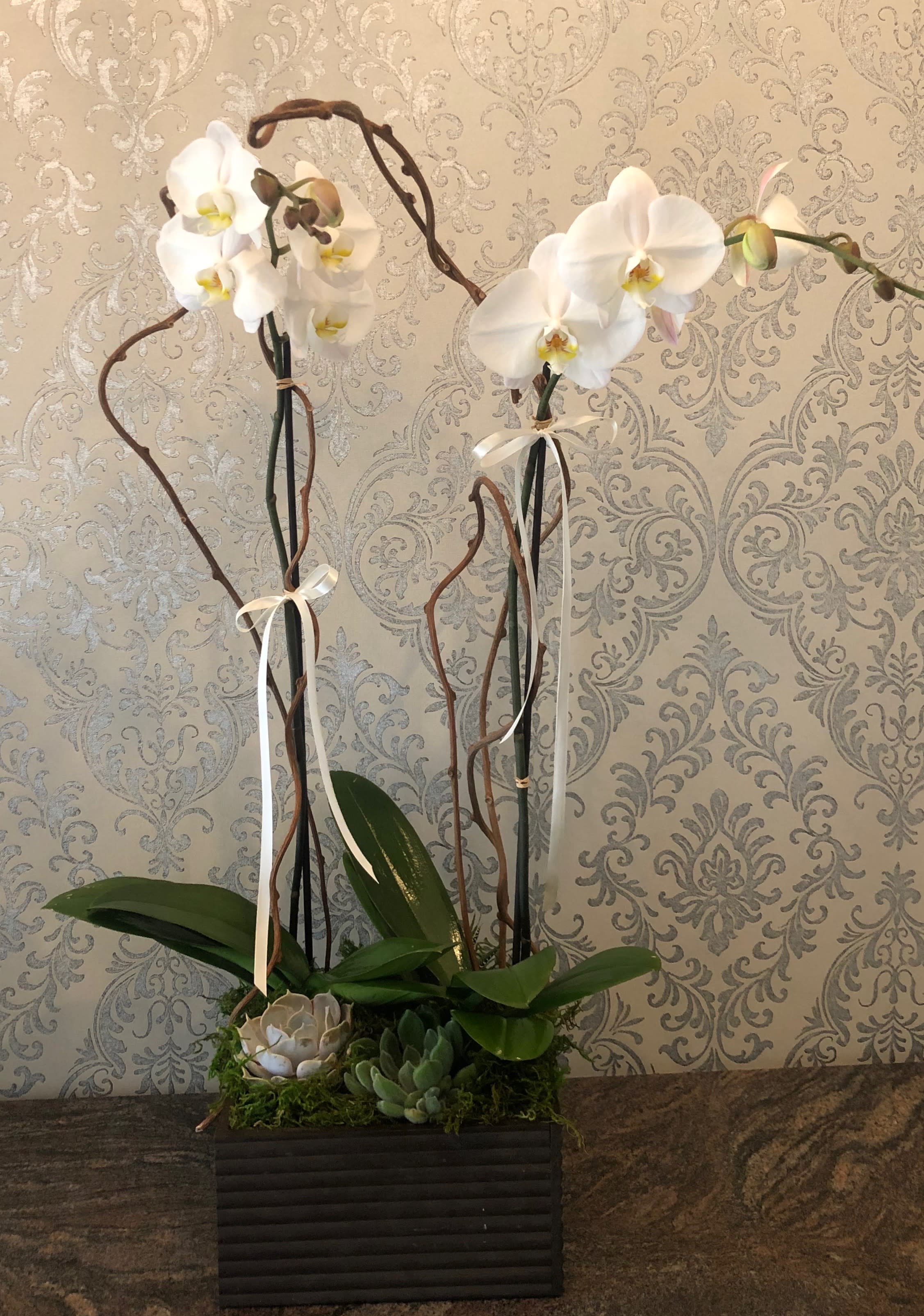 Orchid and succulent box - Phalaenopsis orchids and succulents in a box