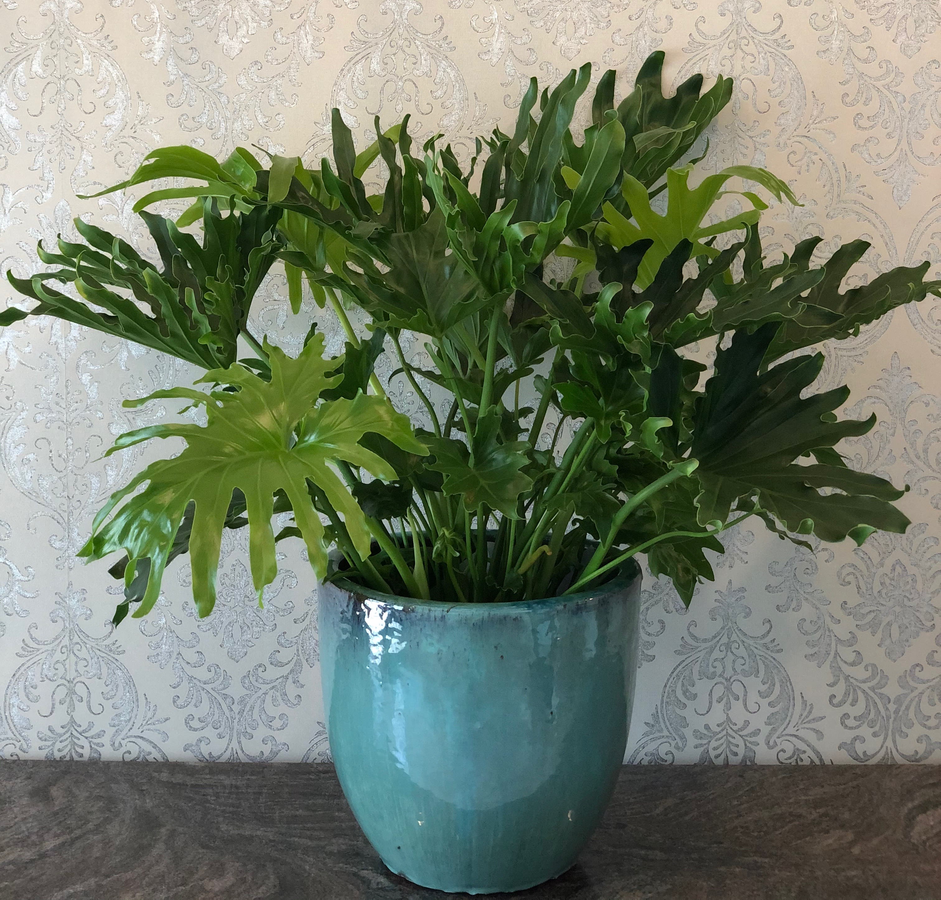 Philodendron  - Philodendron 