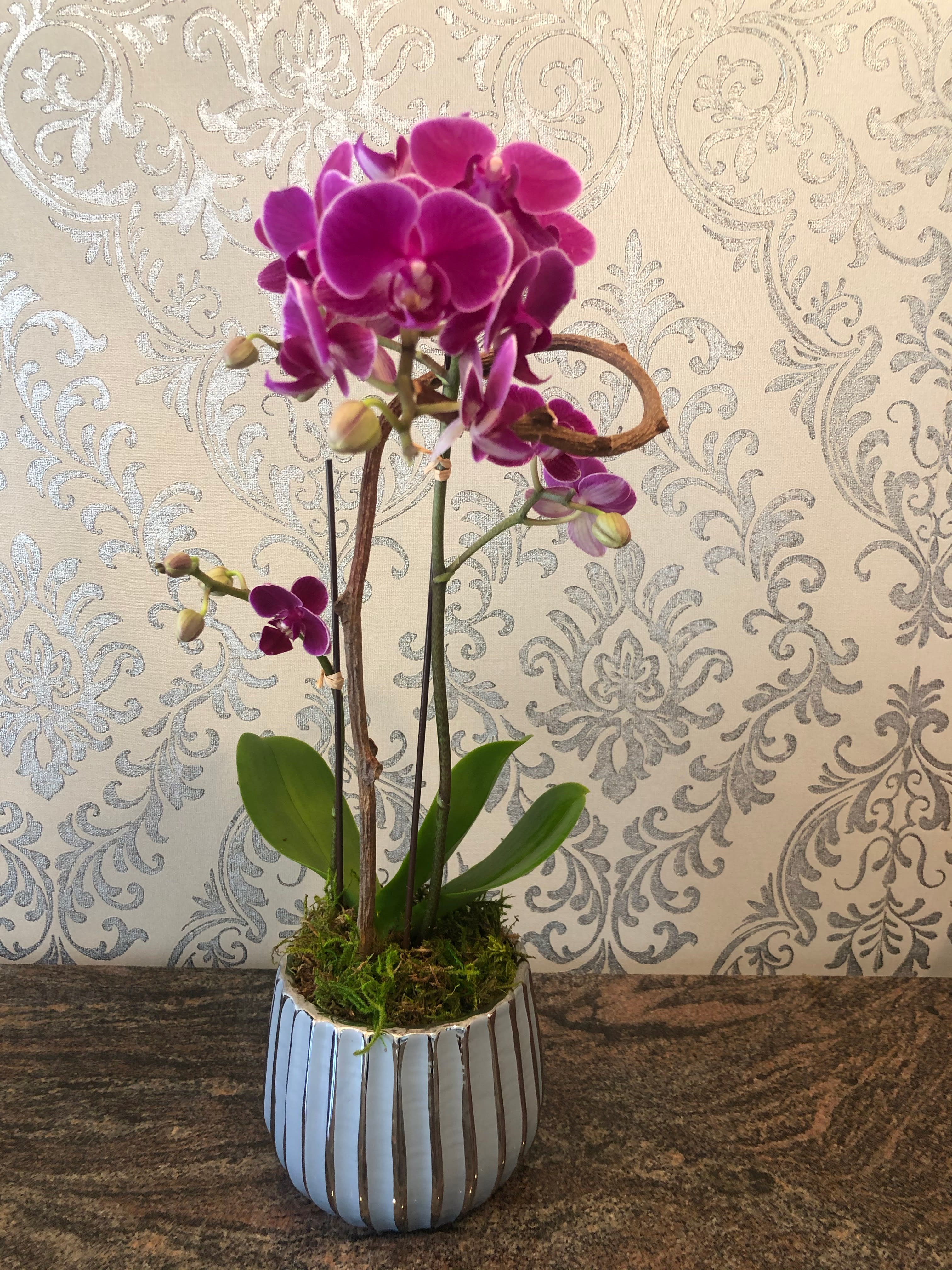 Phalaenopsis plant - Medium phalaenopsis