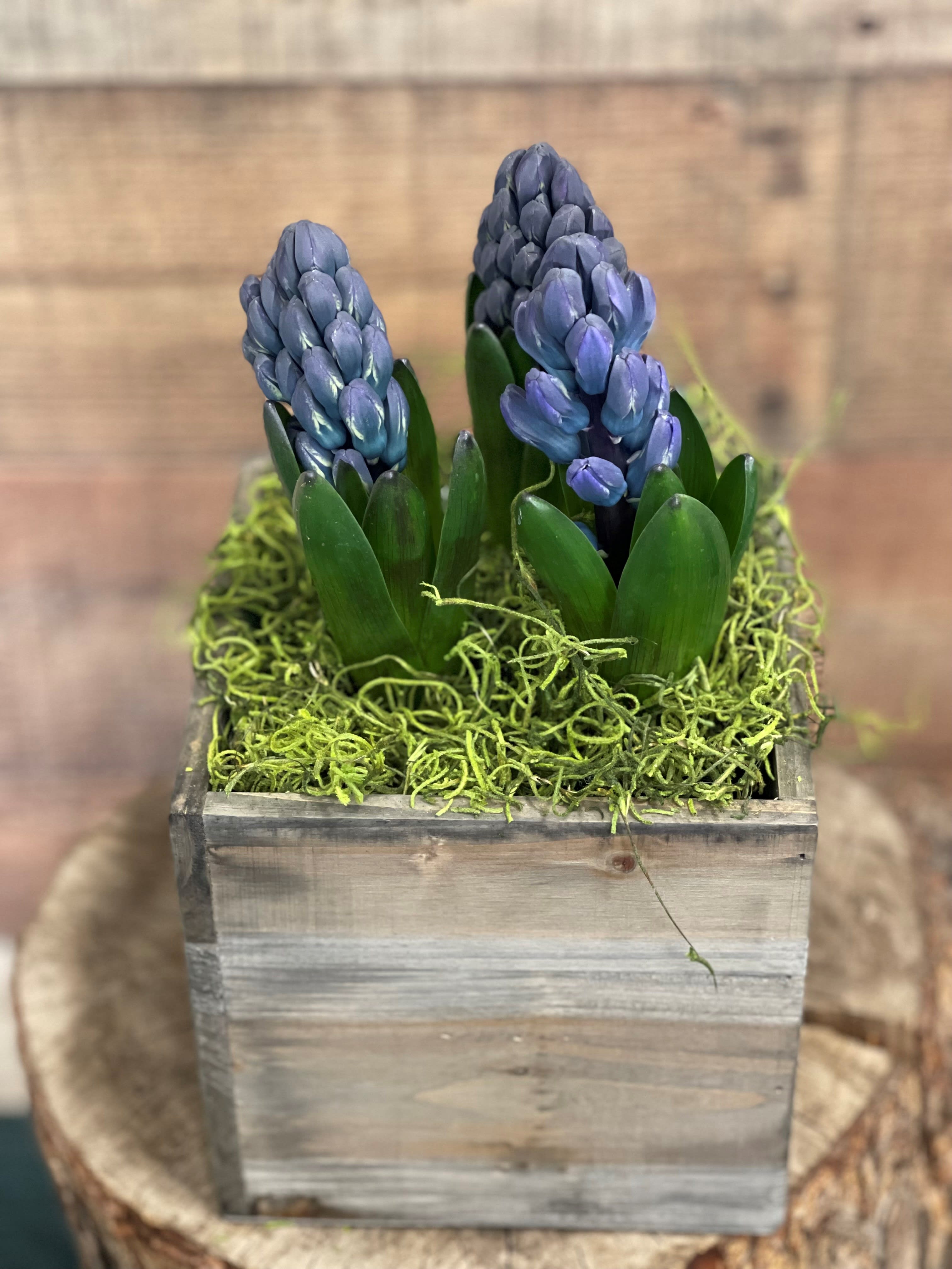 Potted Fragrant Hyacinths - Nothing says Spring like a colorful pot of fragrant Hyacinths! Hyacinth Plants come in a variety of colors and sizes. Tastefully displayed in a designer container, it is sure to make the perfect spring gift.  **May arrive tight, but will continue to bloom 