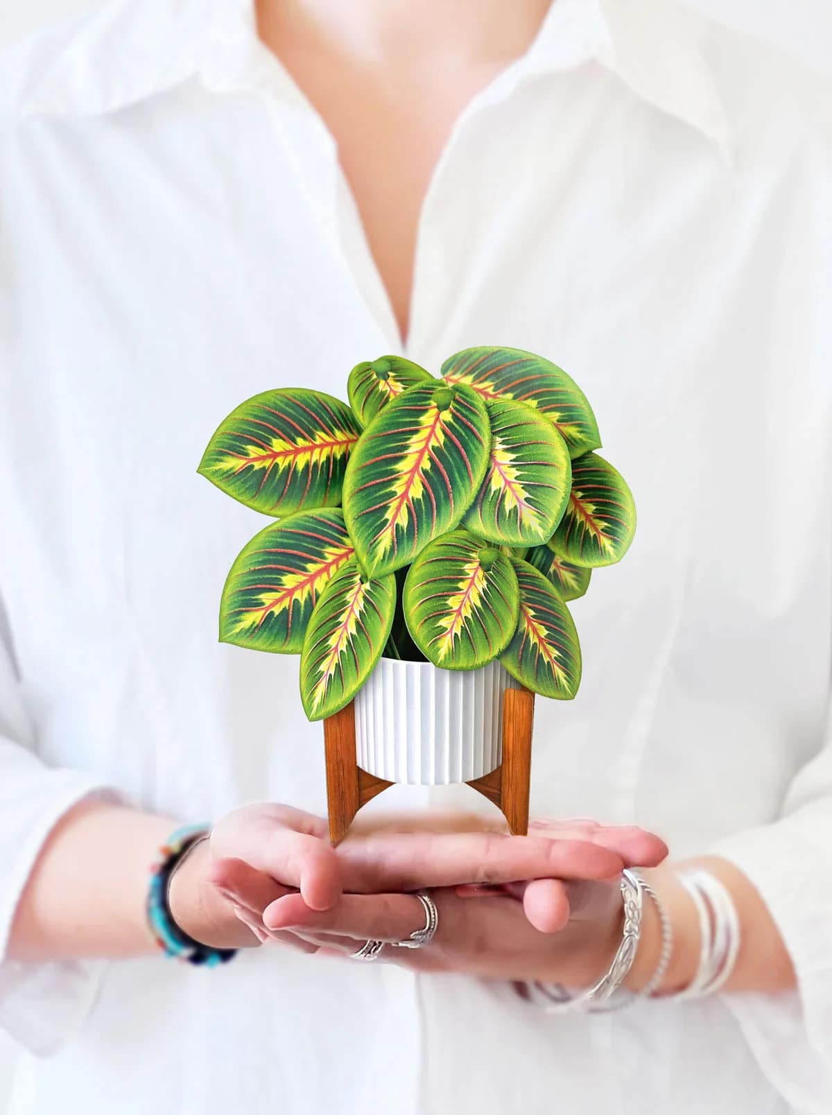 Mini Prayer Plant Pop-Up Card - Meet the mini-est member of the Maranta plants! Lush and lovely green leaves feature striking designs and warm shades in a modern white planter with a mahogany wood stand. Known as the “Prayer Plant” for its serene silhouette, its leaves fold up towards the sky, symbolic of hands in prayer. The Mini Prayer Plant provides peace, support, and tranquility in every space it blooms in: perfect for bedsides, offices, and any space in need of tranquility.  WHAT'S INCLUDED: * VIBRANT MAILING ENVELOPE * MINI POP-UP PLANT * BLANK NOTECARD  Measures approx 6” high by 4" across Printed on both sides.  Shop the best gift items in Wilmington, Delaware at your local florist and gift shop. From fresh floral arrangements and gourmet treats to unique seasonal décor and thoughtful gifts for any occasion, we offer carefully curated selections to delight your loved ones. Perfect for birthdays, anniversaries, holidays, or special celebrations, each gift is crafted with quality and care. Enjoy same-day delivery in Wilmington, DE, and surrounding areas, making it easy to send joy, love, and celebration right to their doorstep.