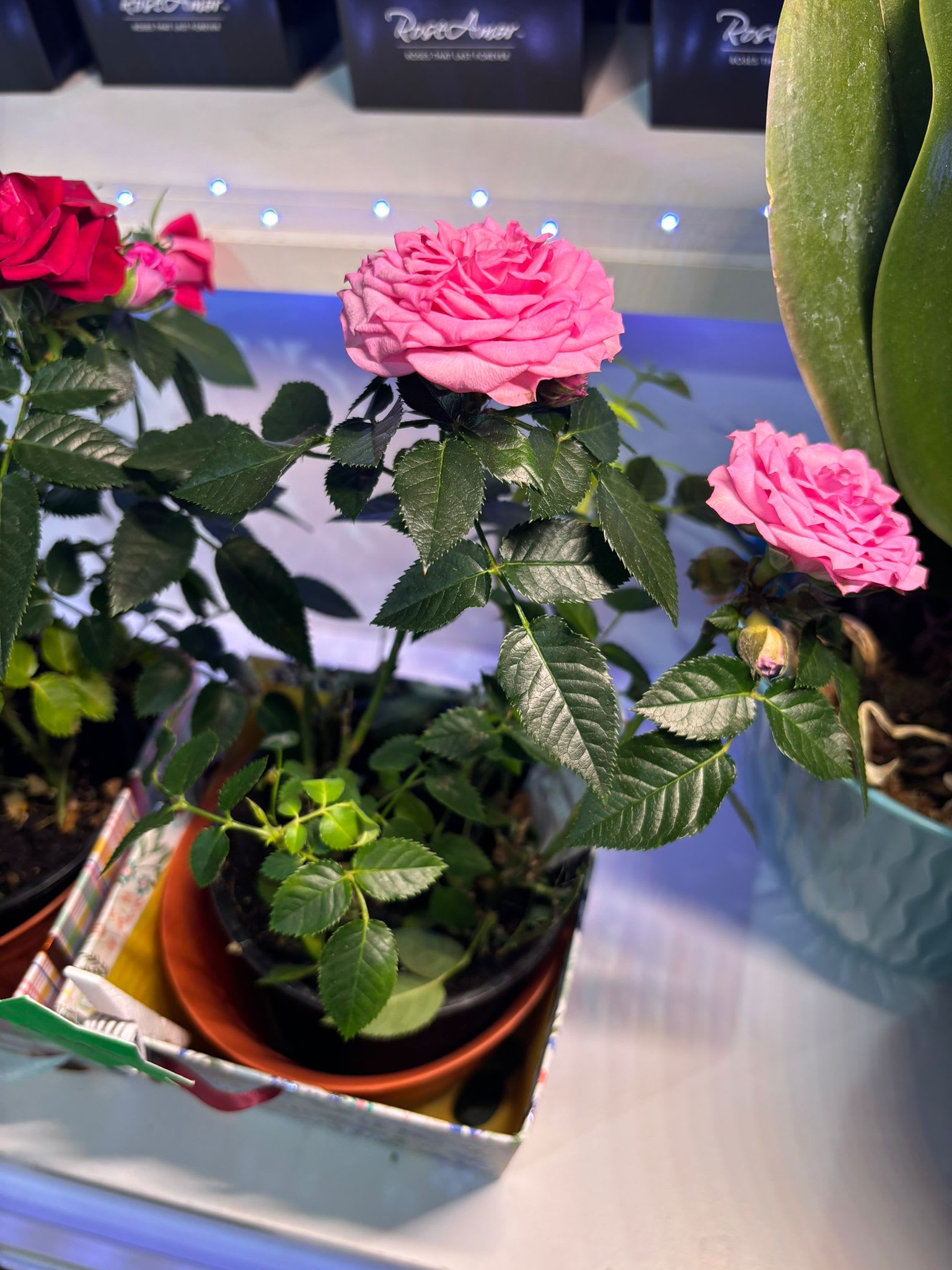 pink rose plant  - Lucious pink roses for any special gift. for that special someone