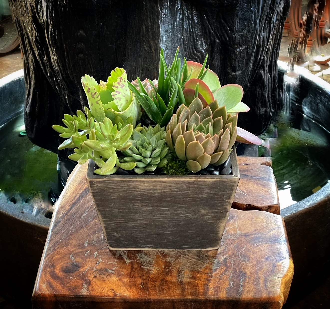 Succulents Box - Different type Succulents in wood box. Size 10"x10"x H 10''