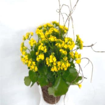 Kalanchoe Bloomer - A classic Kalanchoe plant, beautifully adorned with curly vine for enhancement, and displayed in a natural basket with green moss trimmings.  Kalanchoes are easy and low maintenance to grow. Perfect for indoors by a window or on a shaded porch.