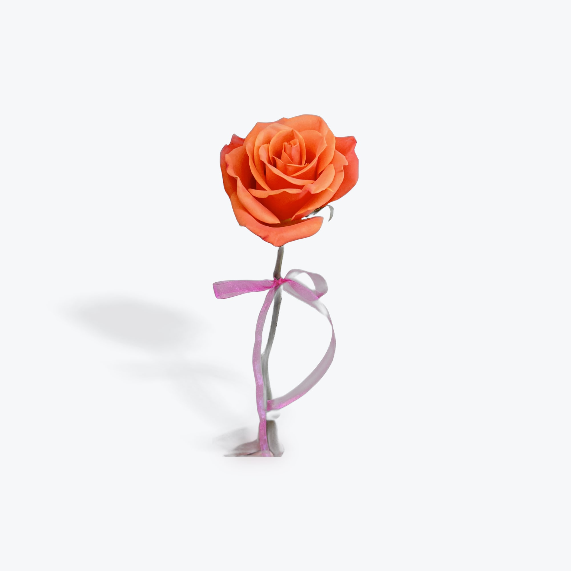 Single Stem Rose - Includes a Single Stem Rose, a water tube, and a ribbon in the color of your choice. Please add the color of ribbon desired to the notes to the florist.