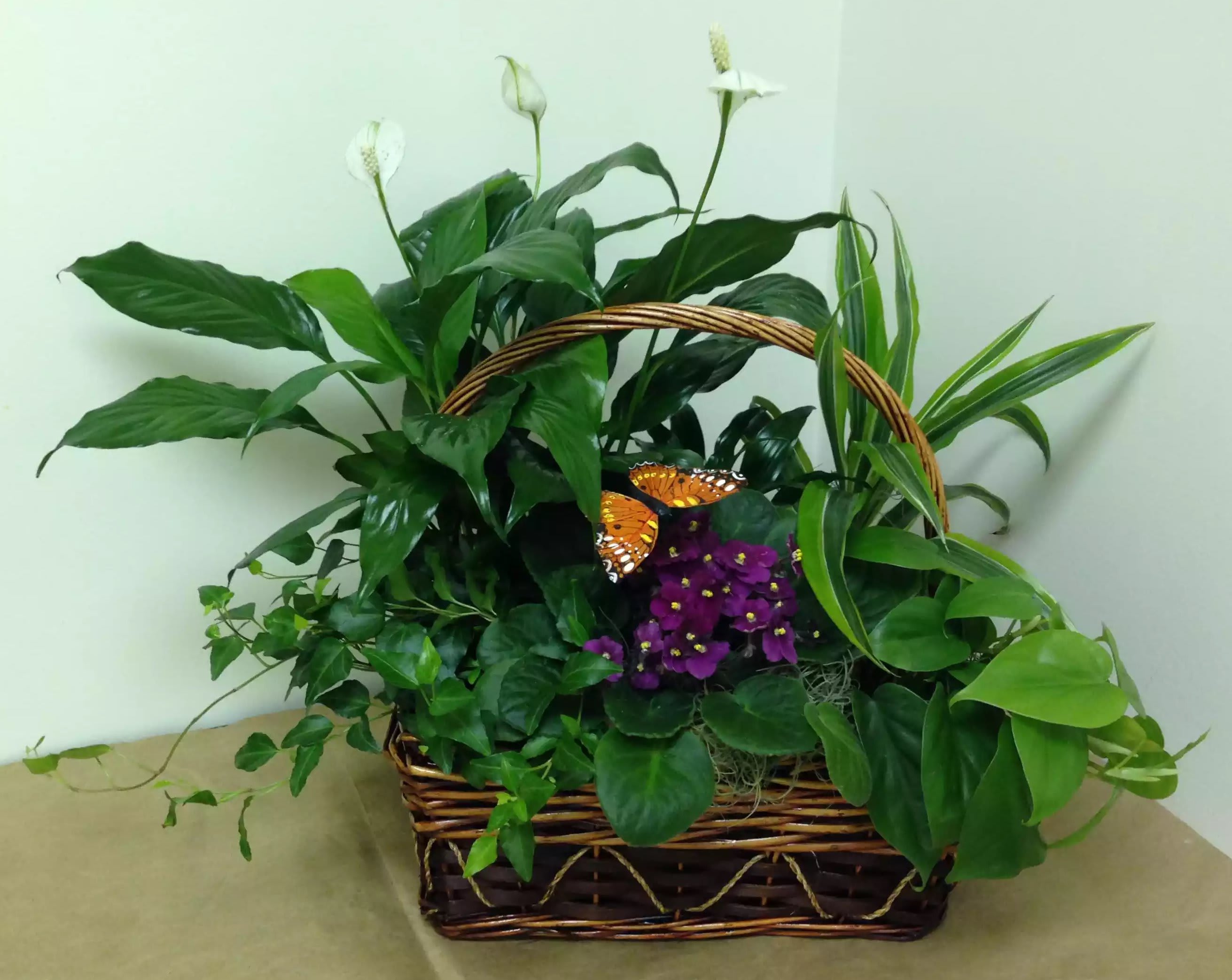 Spring in Europe - Beautiful plants arranged