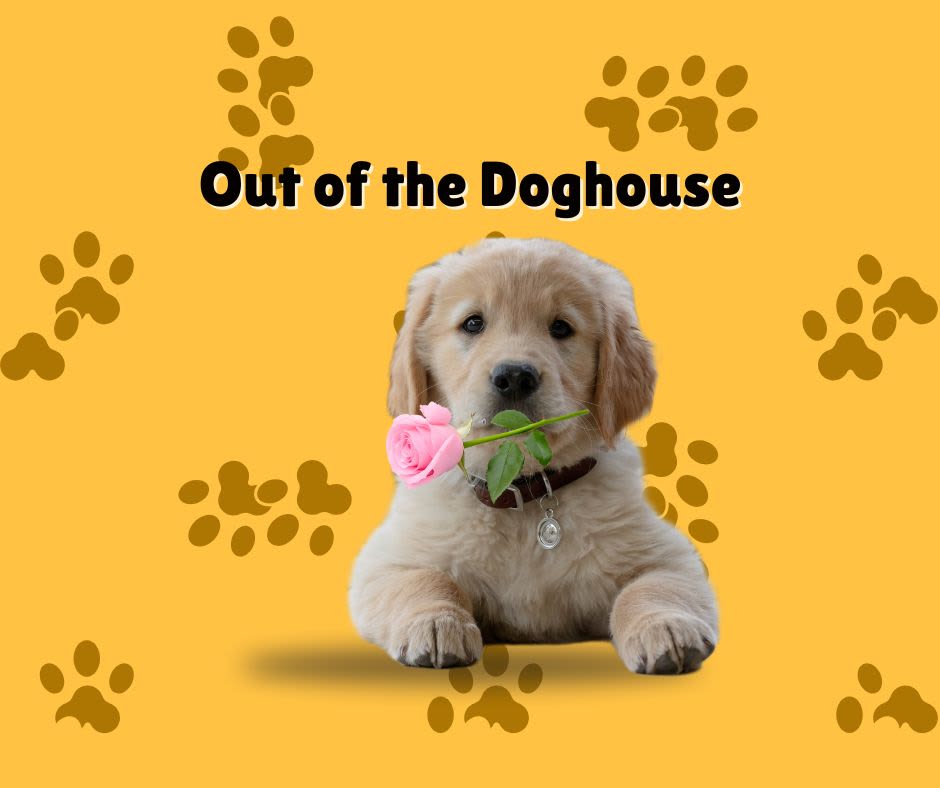 Out of the Doghouse - When words aren’t enough, flowers say it beautifully. Whether you slipped up, showed up late, forgot something important, or just need a heartfelt “I’m sorry,” our Apology Collection is designed to help you get out of the doghouse—fast. Thoughtful, fresh, and created with care, these blooms do the talking so you can get back to the love, laughter, and peace you’re missing.  Mixed seasonal floral vase design