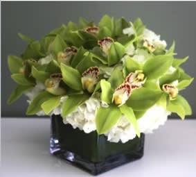 Green Orchids - Green Cymbidium Orchids and Hydrangea in a square glass vase. Subject to availability. *Picture shows Deluxe option