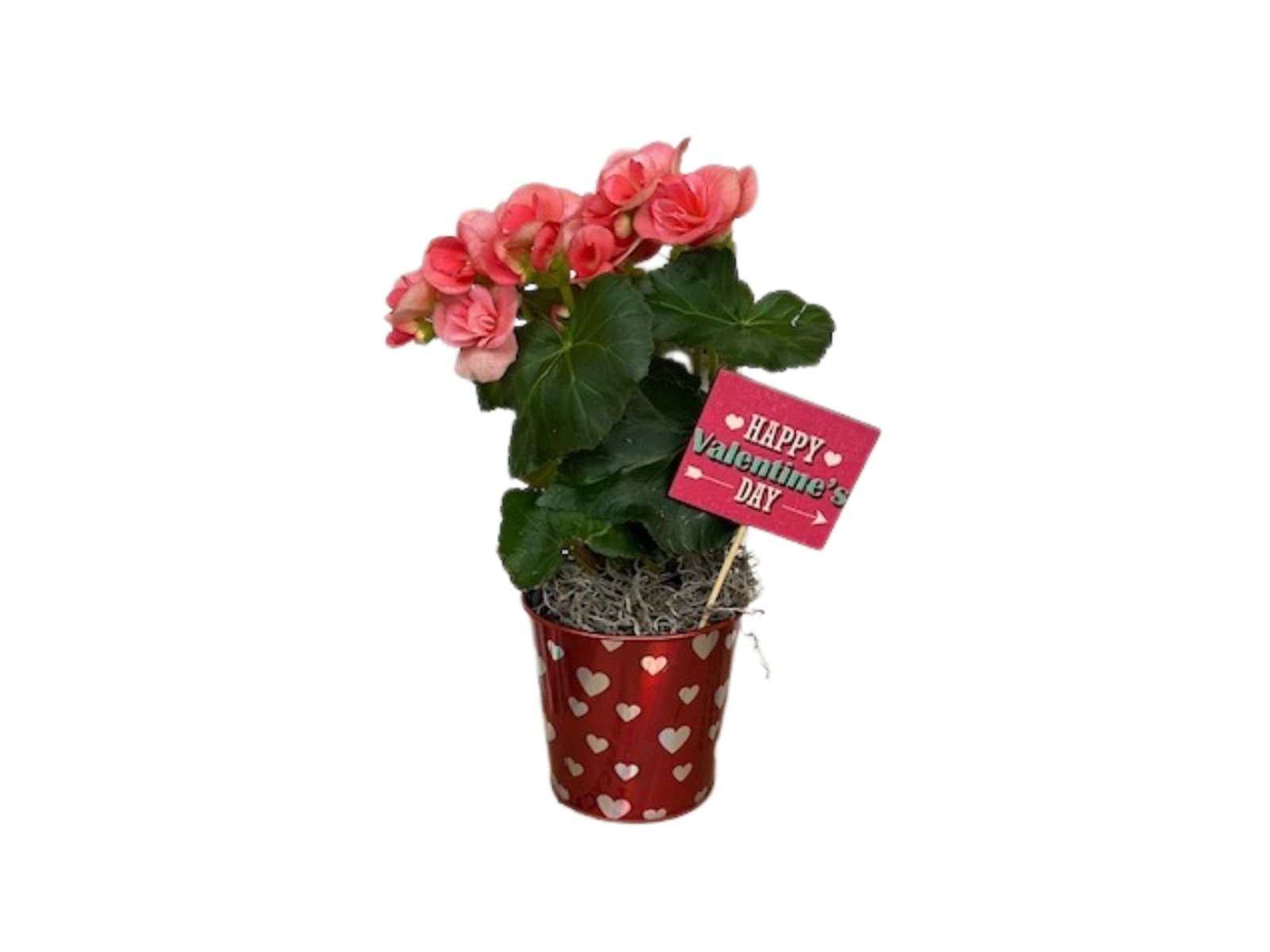 Love Blooms - Flowering begonia in 4 inch pail with Valentine's Day pick