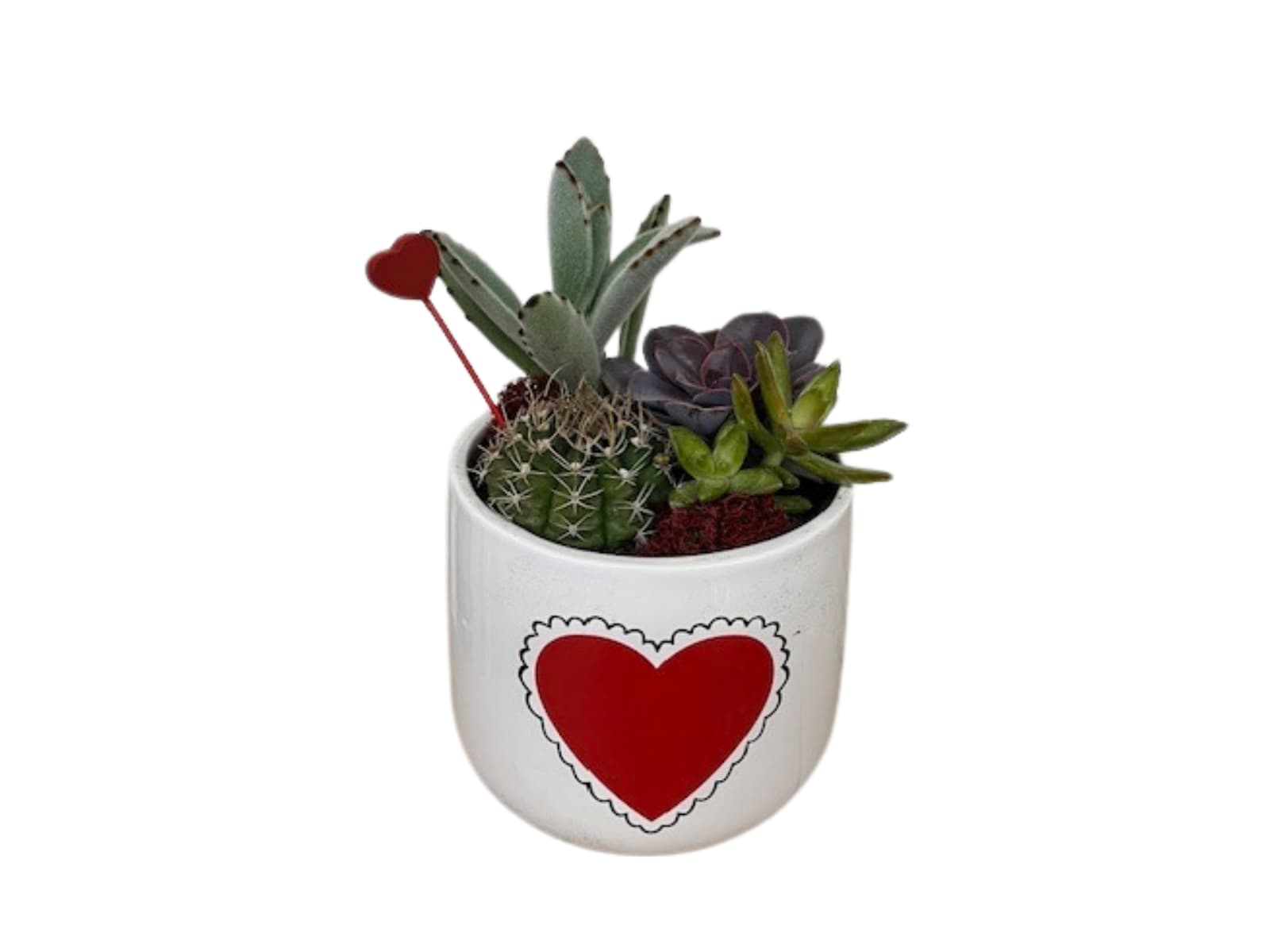 Glad You Pricked Me - Adorable little succulent / cactus garden planted inside white ceramic pot with red heart image.   exact plant varieties may differ from photo due to each garden being handmade on premises.  
