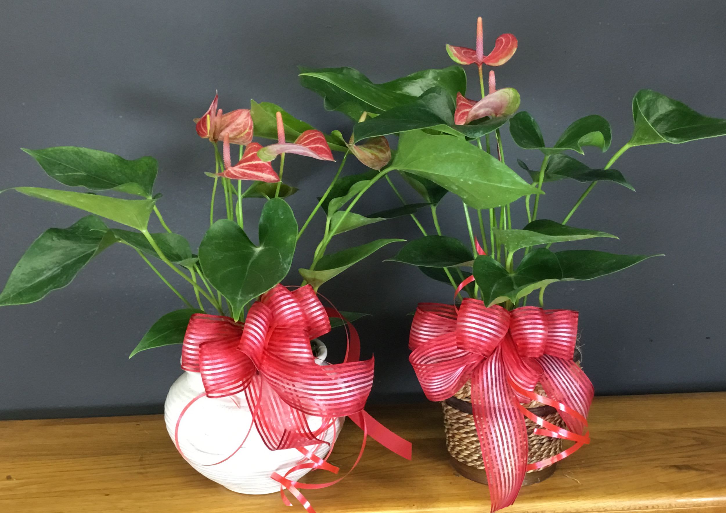 Anthurium Plant - A Tropical house plant with heart shaped leaves.