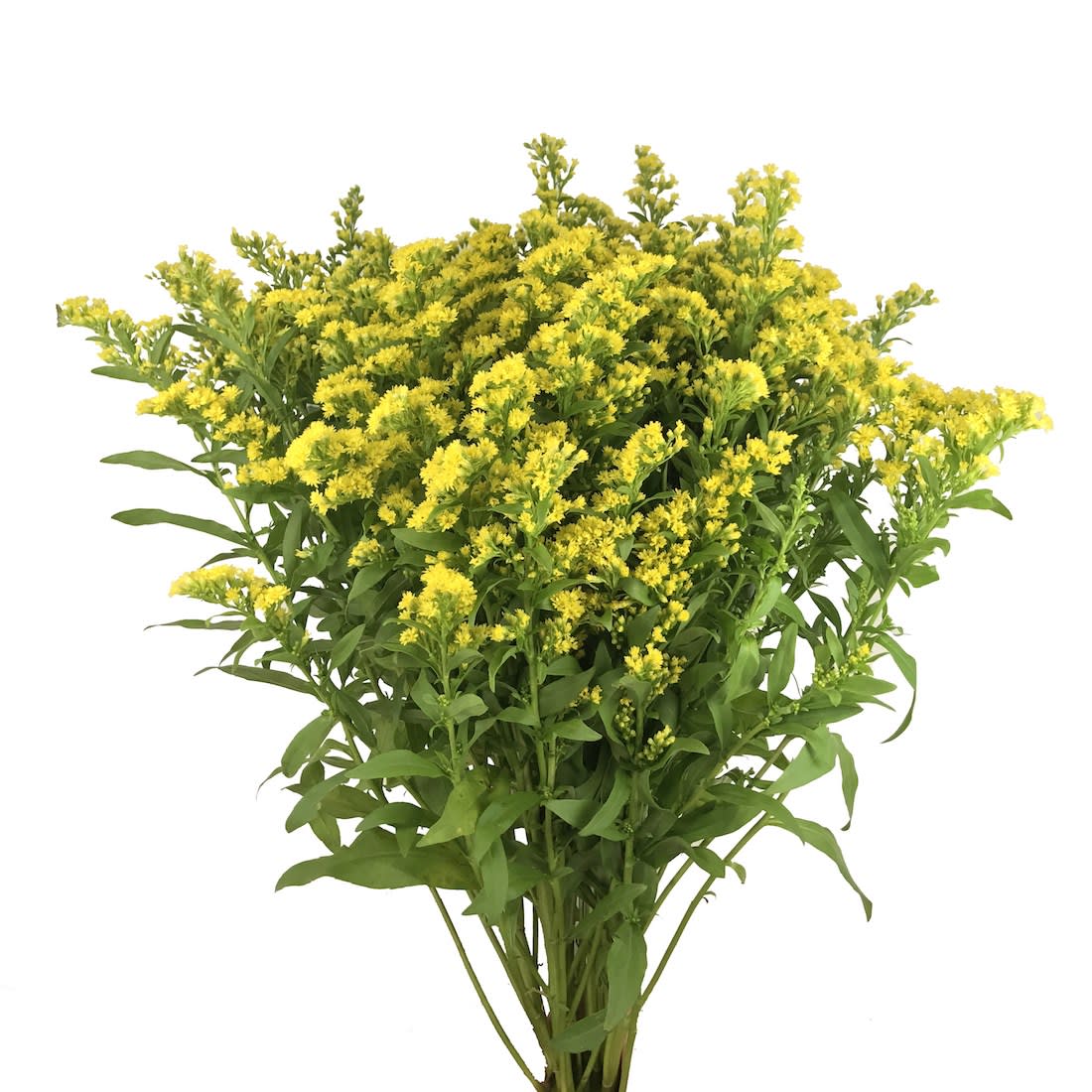 Bunch of small yellow filler flowers on long stems.