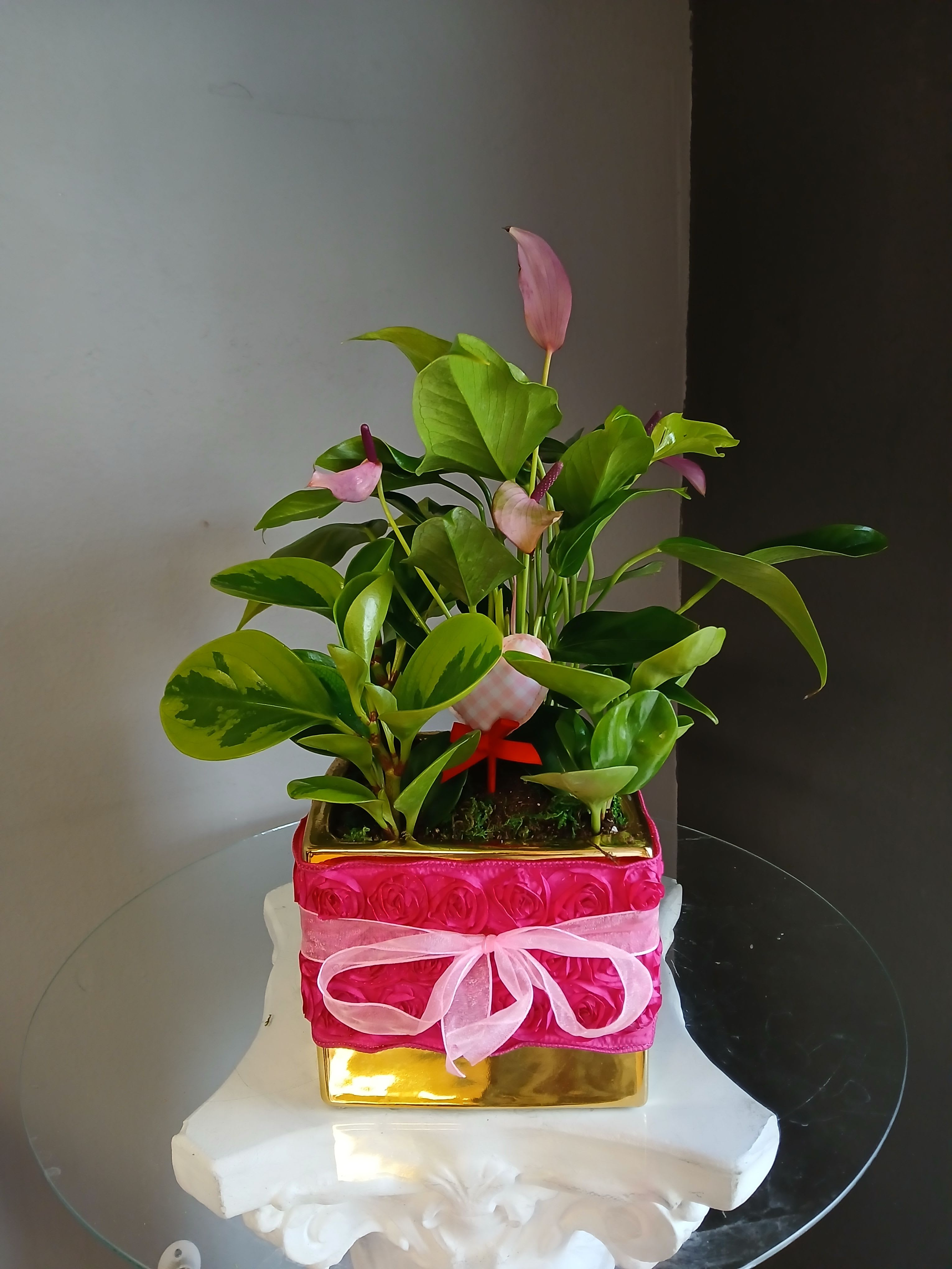 Anthurium + peperomia (gold square vase) - A beautiful, lively mix of anthurium and peperomia in a decorative gold vase with rose shaped ribbon just in time for Valentine's Day.