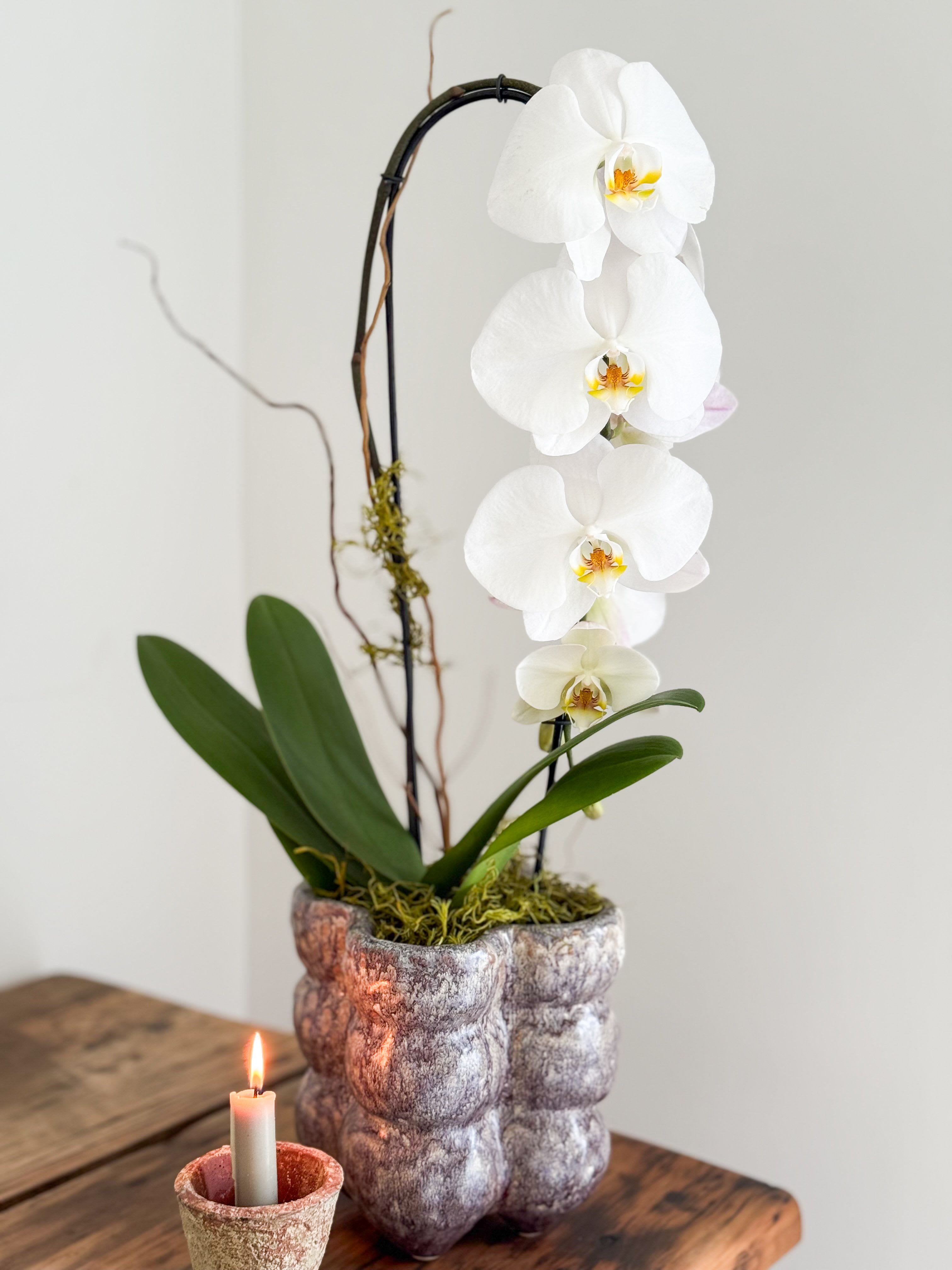 Large Orchid  - This is a large stem orchid plant in a brown unique ceramic pot. 