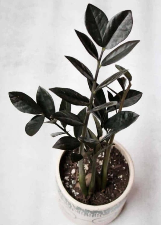 Large Rare Raven ZZ Plant - The Raven ZZ plant (Zamioculcas zamiifolia 'Raven') is a trendy houseplant known for its striking dark purple-black foliage and low maintenance requirements. The plant is housed in a white container with a white sympathy bow. Appearance: The Raven ZZ plant features glossy, deep purple-black leaves that emerge as bright lime green and darken over time. This unique color transformation makes it a visually appealing addition to any indoor space.  Growth: It is a slow-growing plant that can reach heights of up to 4 feet with proper care. The plant is part of the Costa Farms “Trending Tropicals” collection and has gained popularity since its introduction in 2019 Care Requirements Light: The Raven ZZ plant thrives in bright, indirect light but can tolerate low light conditions. However, growth may slow down in lower light. Avoid direct sunlight, especially harsh afternoon rays, to prevent leaf burn.  Watering: This plant is drought-tolerant due to its thick rhizomes that store water. Water only when the top two inches of soil are dry, approximately every two weeks in summer and less frequently in winter. Overwatering can lead to root rot, so it's essential to ensure proper drainage.  Soil: Use a well-draining soil mix, ideally amended with perlite or sand to enhance drainage.