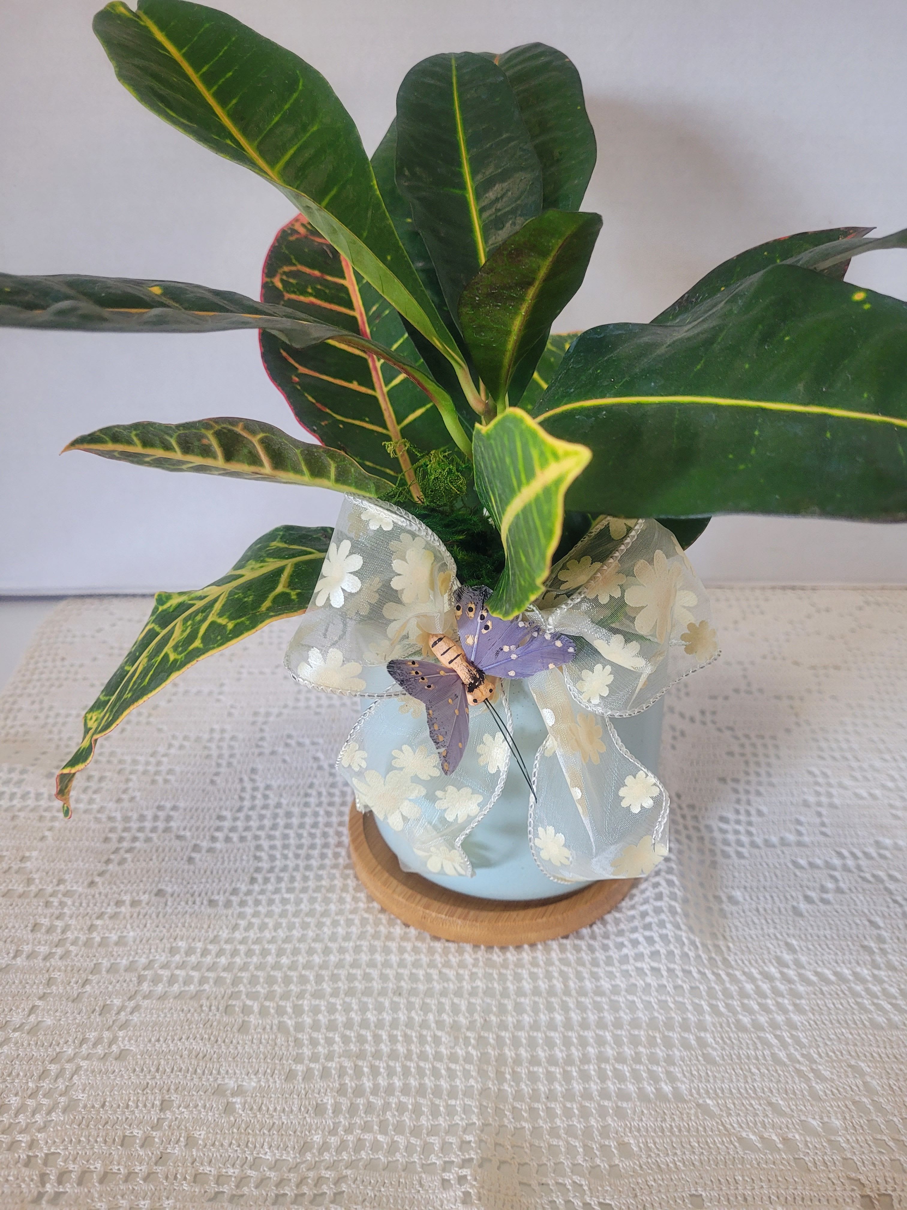 Croton Houseplant - Croton are such hardy indoor plants. They are mainly grown for their colordul foliage. It's an easy way to bring life to any space. 